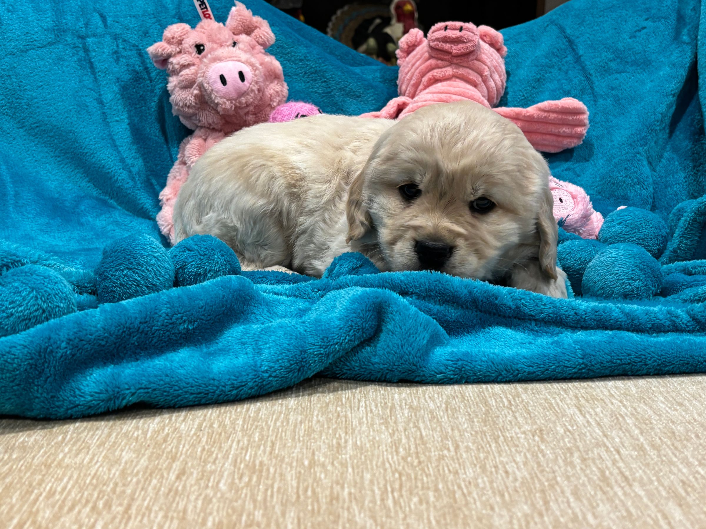 Holland Hoppers's image