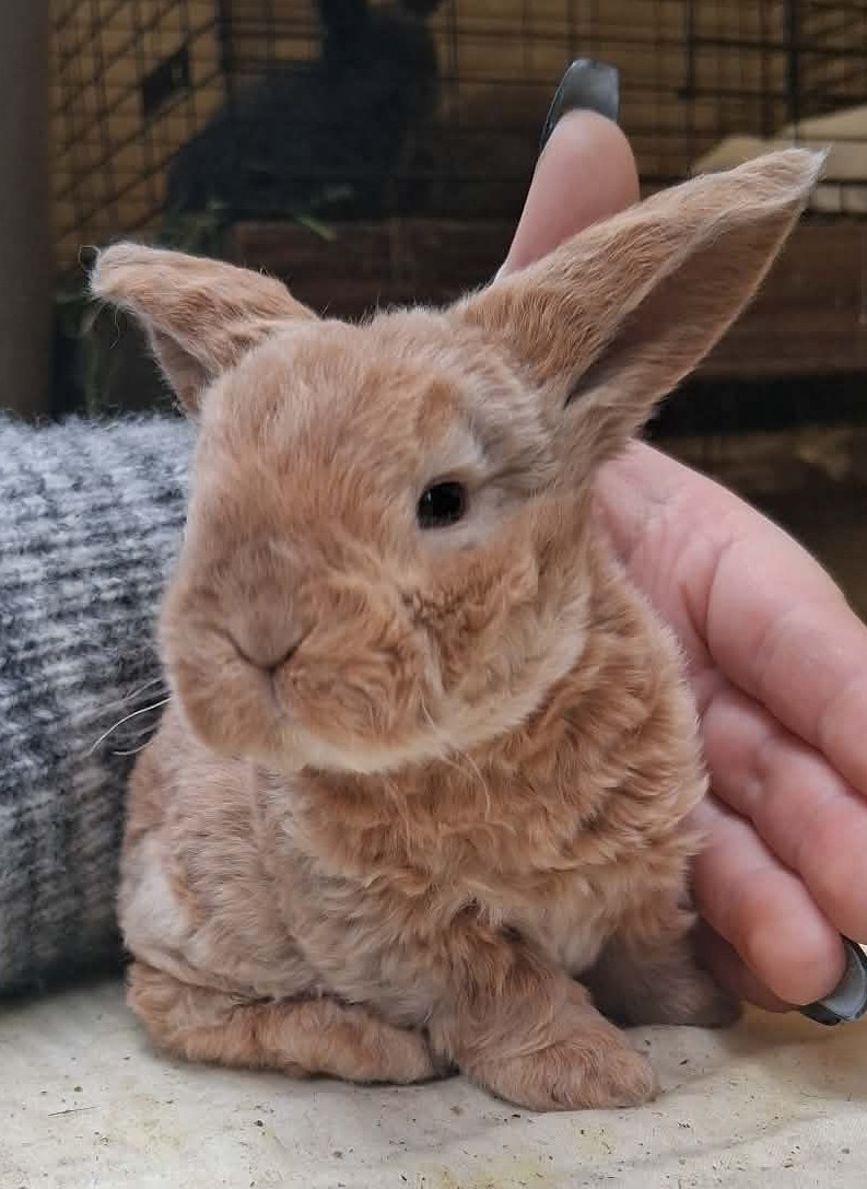 Holland Hoppers's image