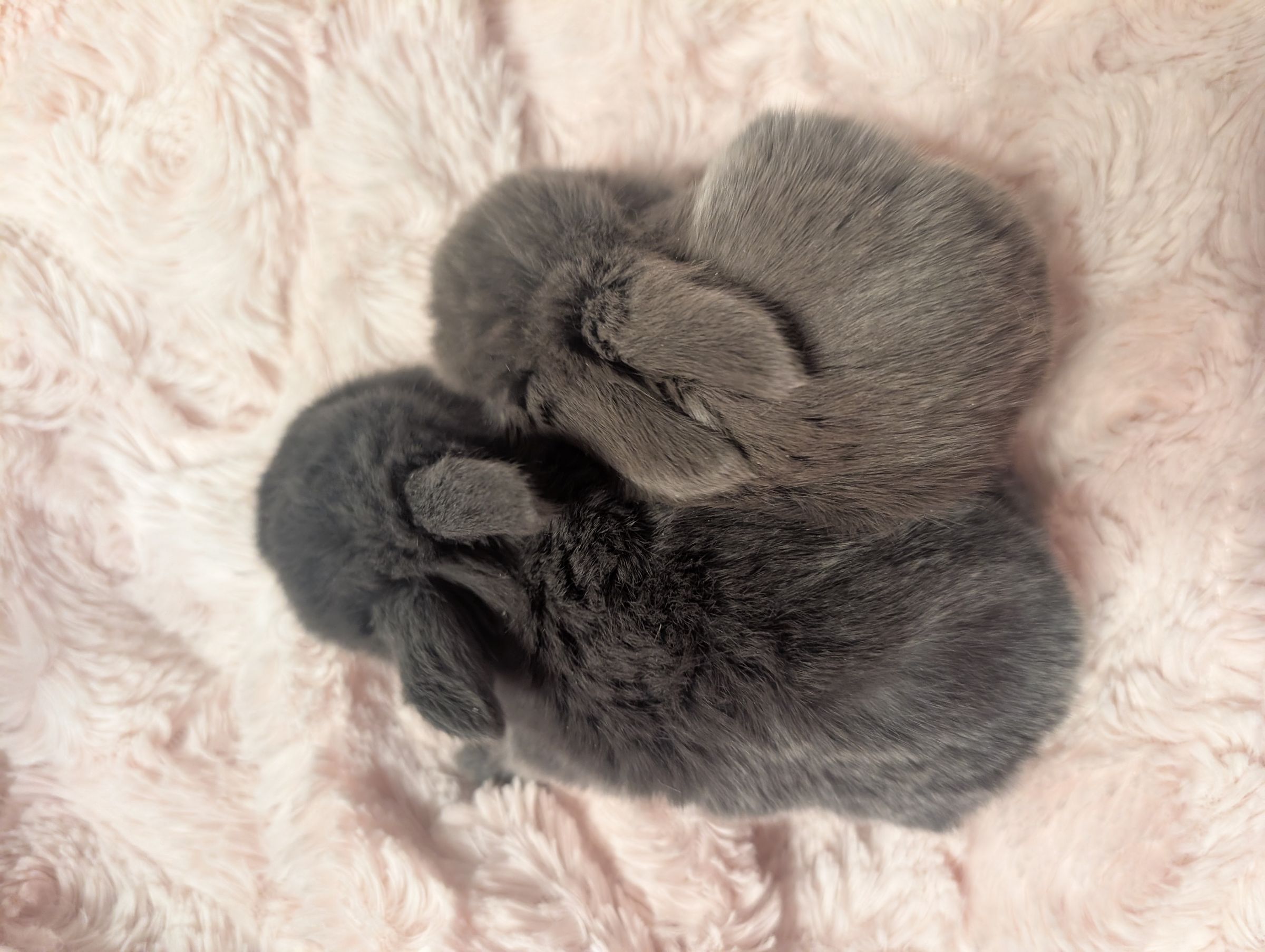 Holland Hoppers's image