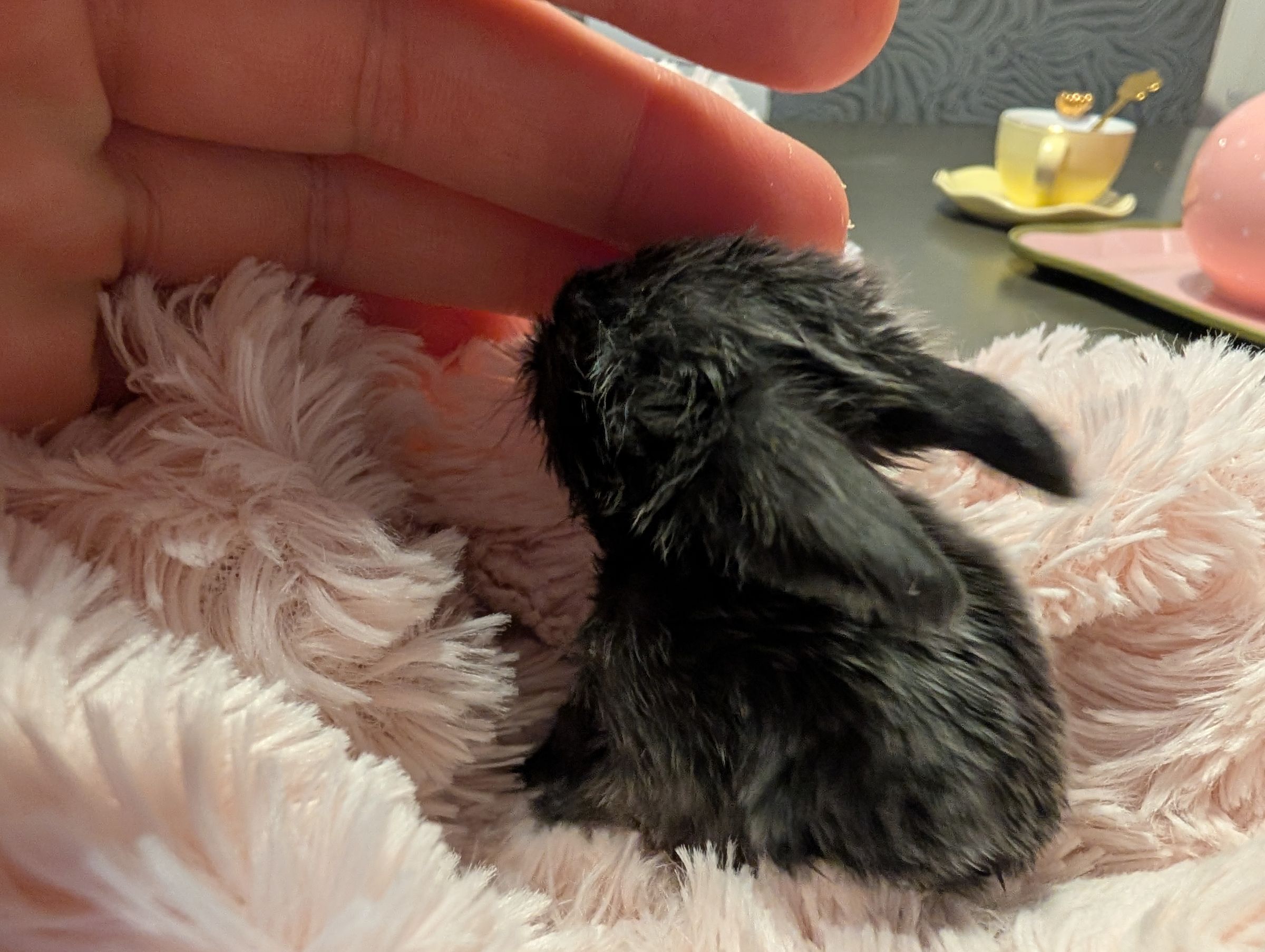 Holland Hoppers's image