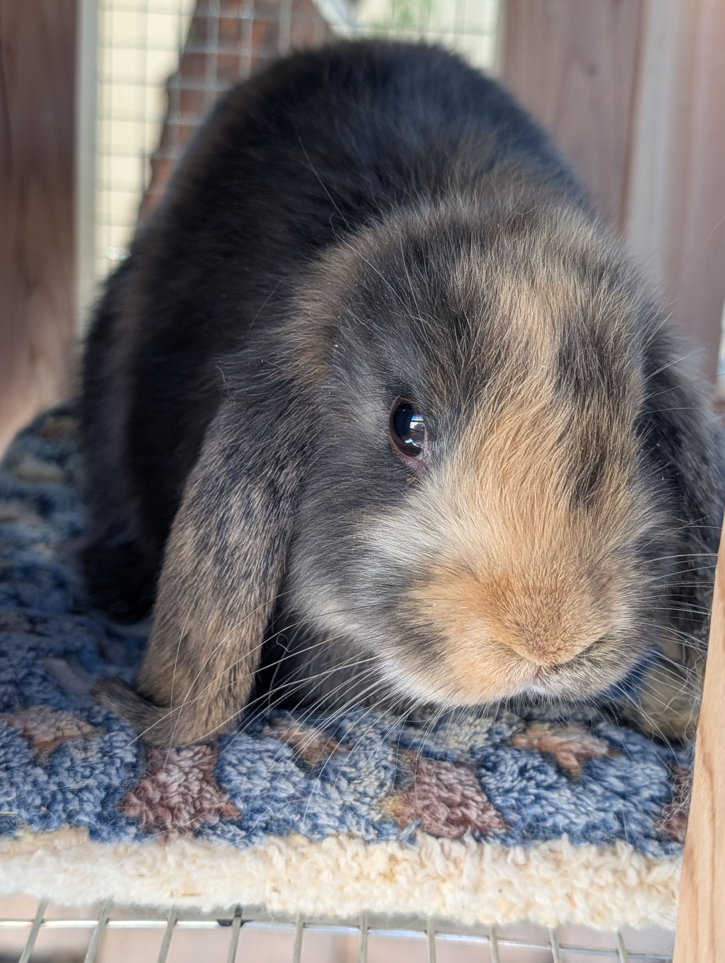 Holland Hoppers's image