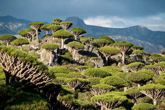 TRAVEL TO SOCOTRA 's image