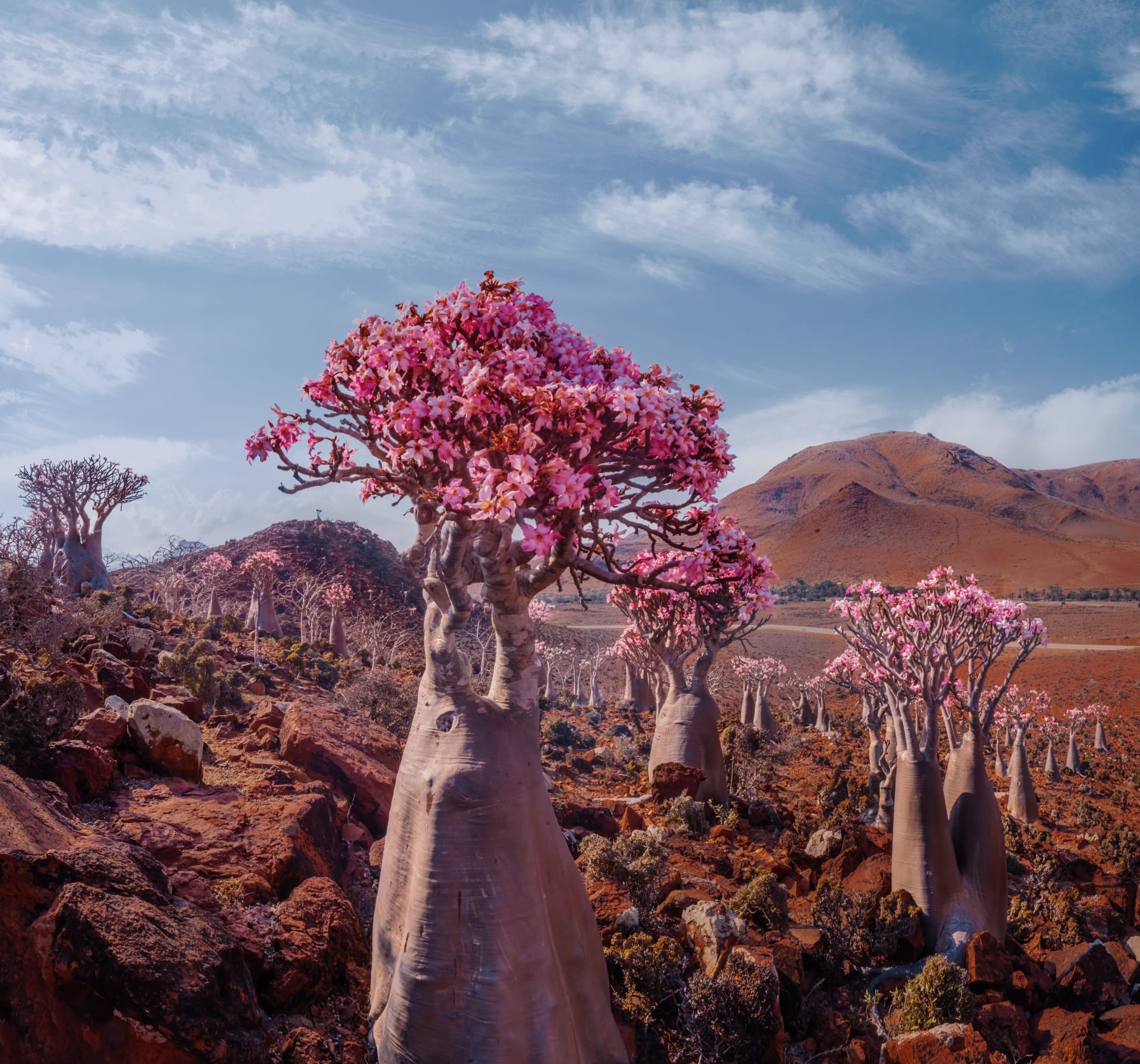 Socotra3mo's image