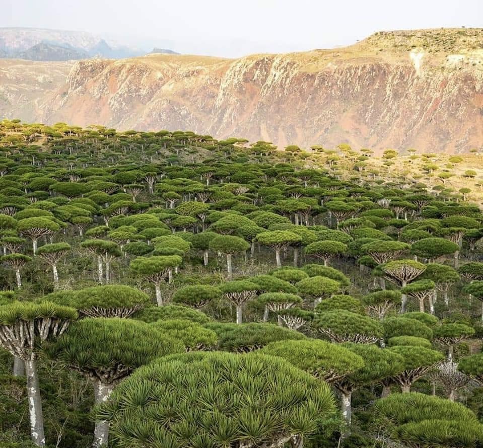 Socotra3mo's image