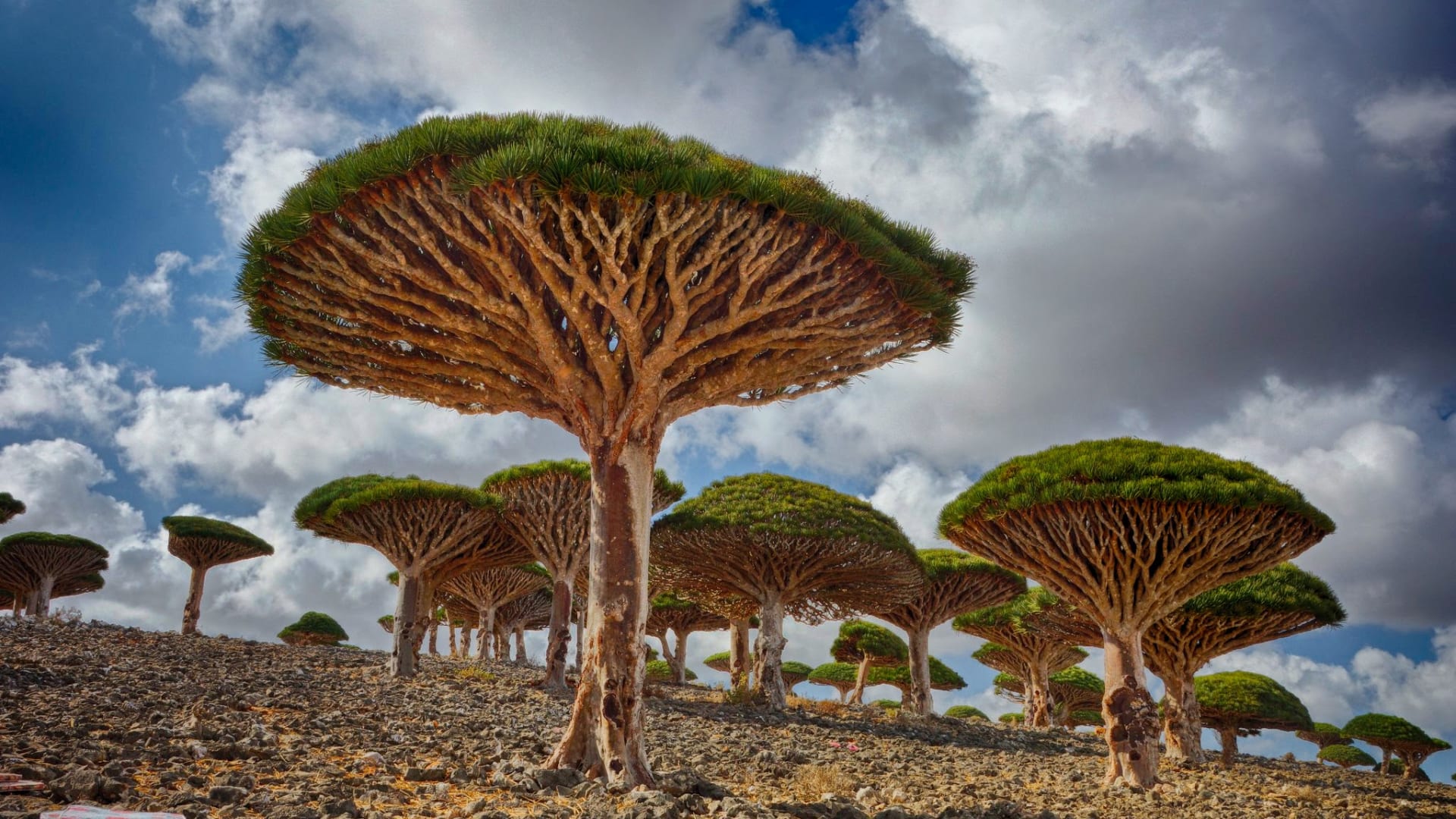 TRAVEL TO SOCOTRA 's image