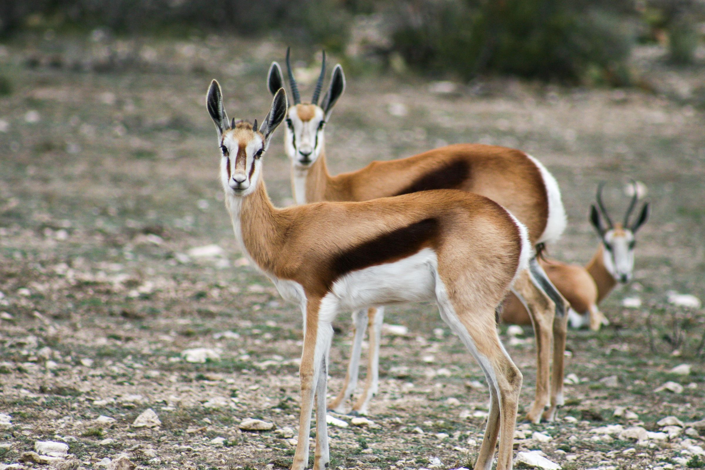 ACE Wildlife Studio's image