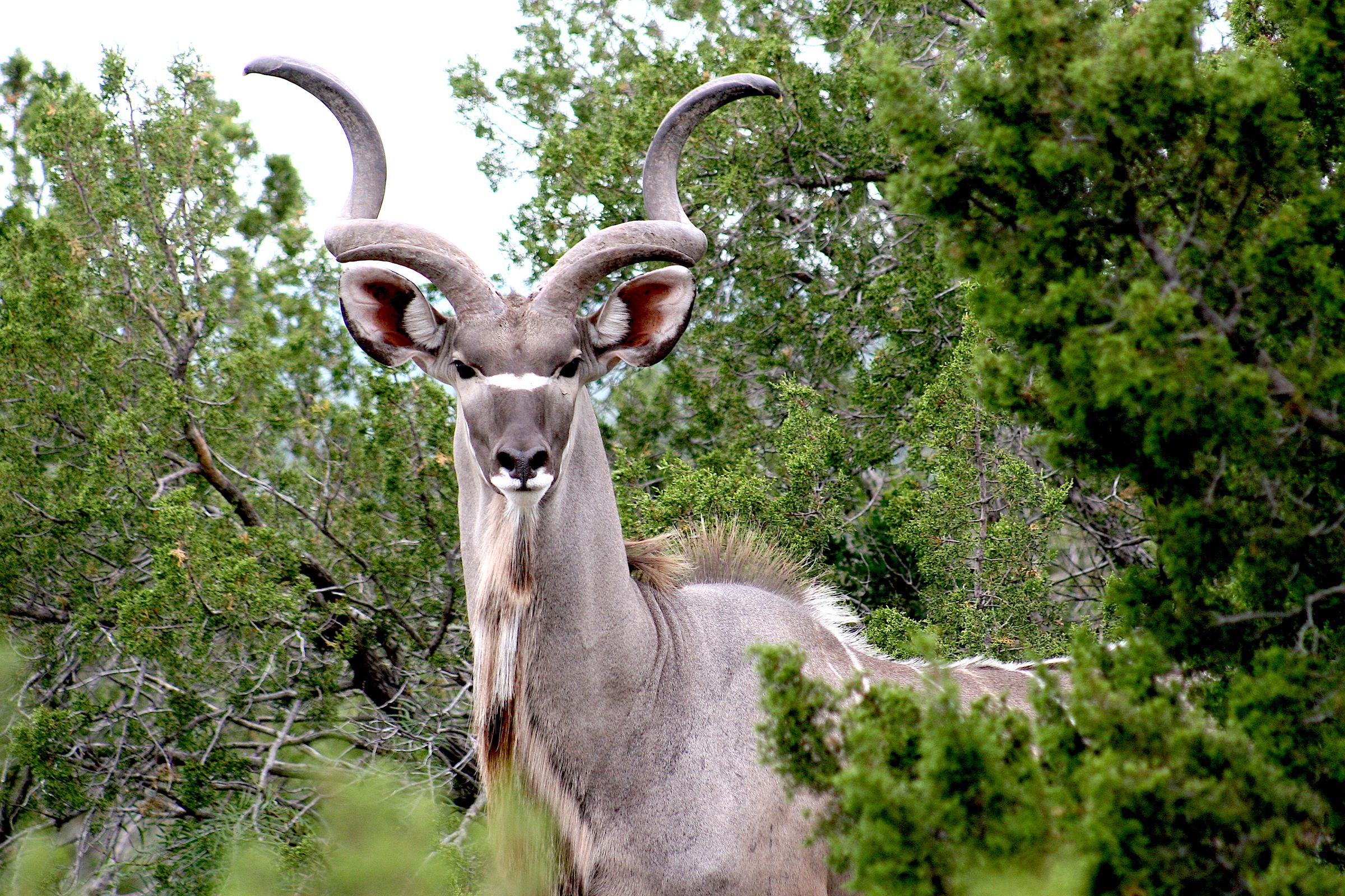 ACE Wildlife Studio's image