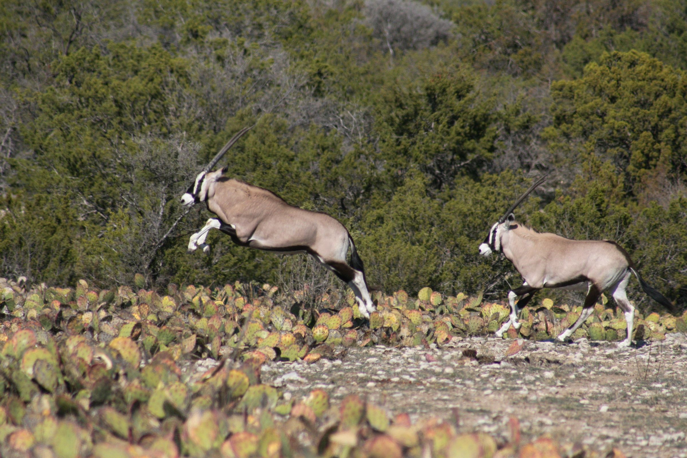 ACE Wildlife Studio's image