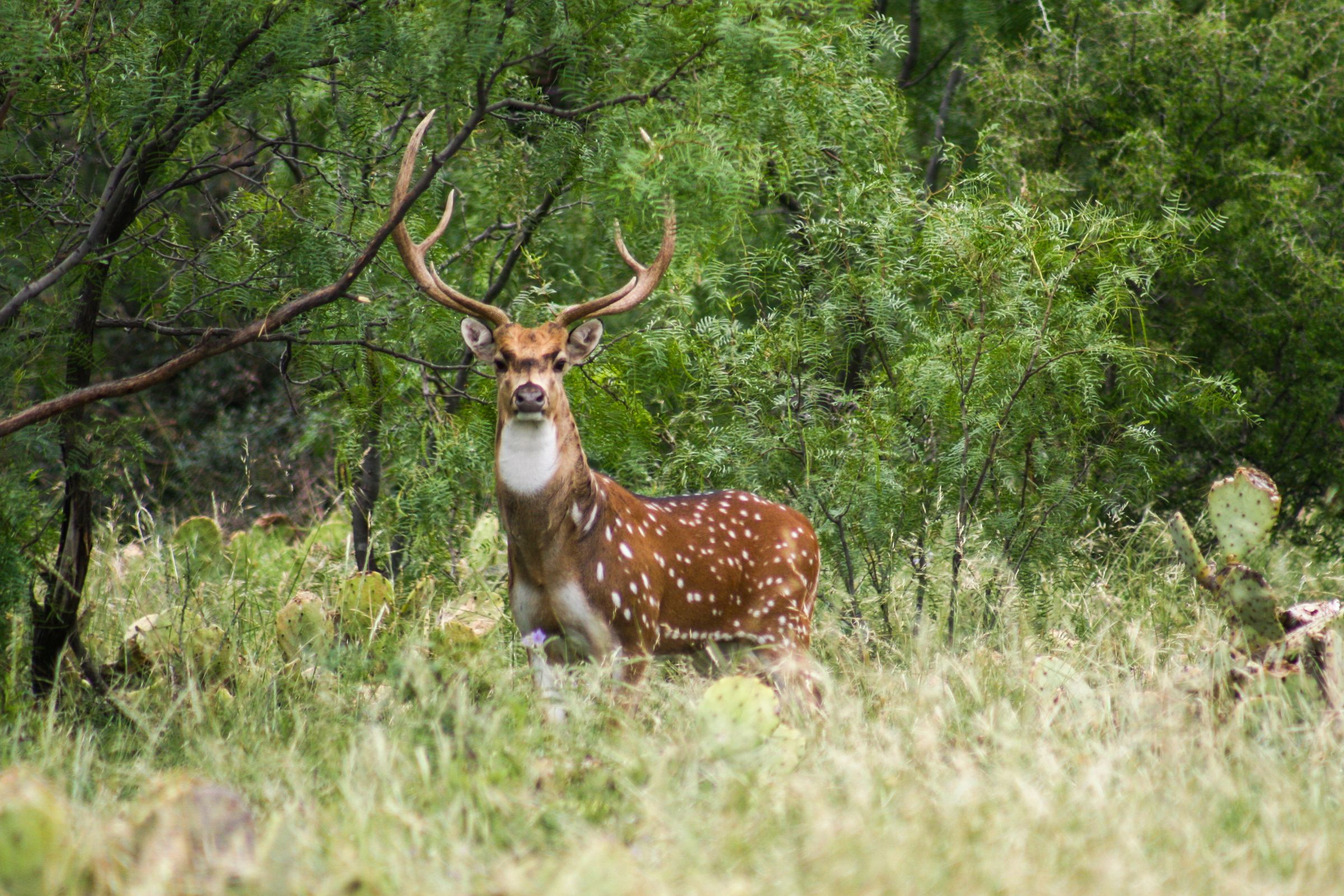 ACE Wildlife Studio's image