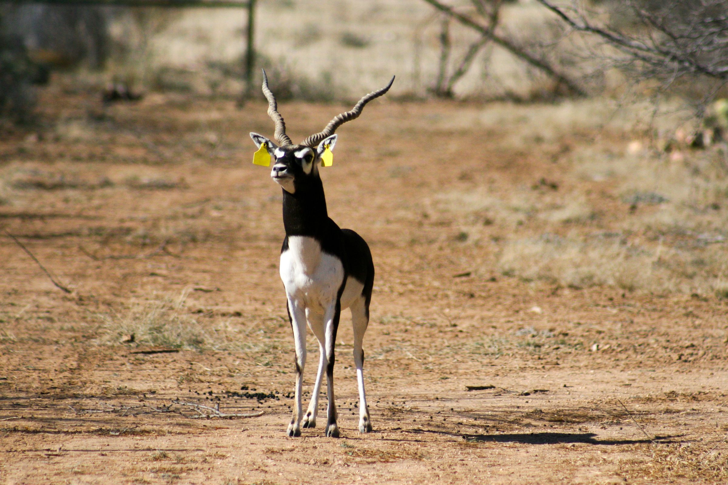 ACE Wildlife Studio's image