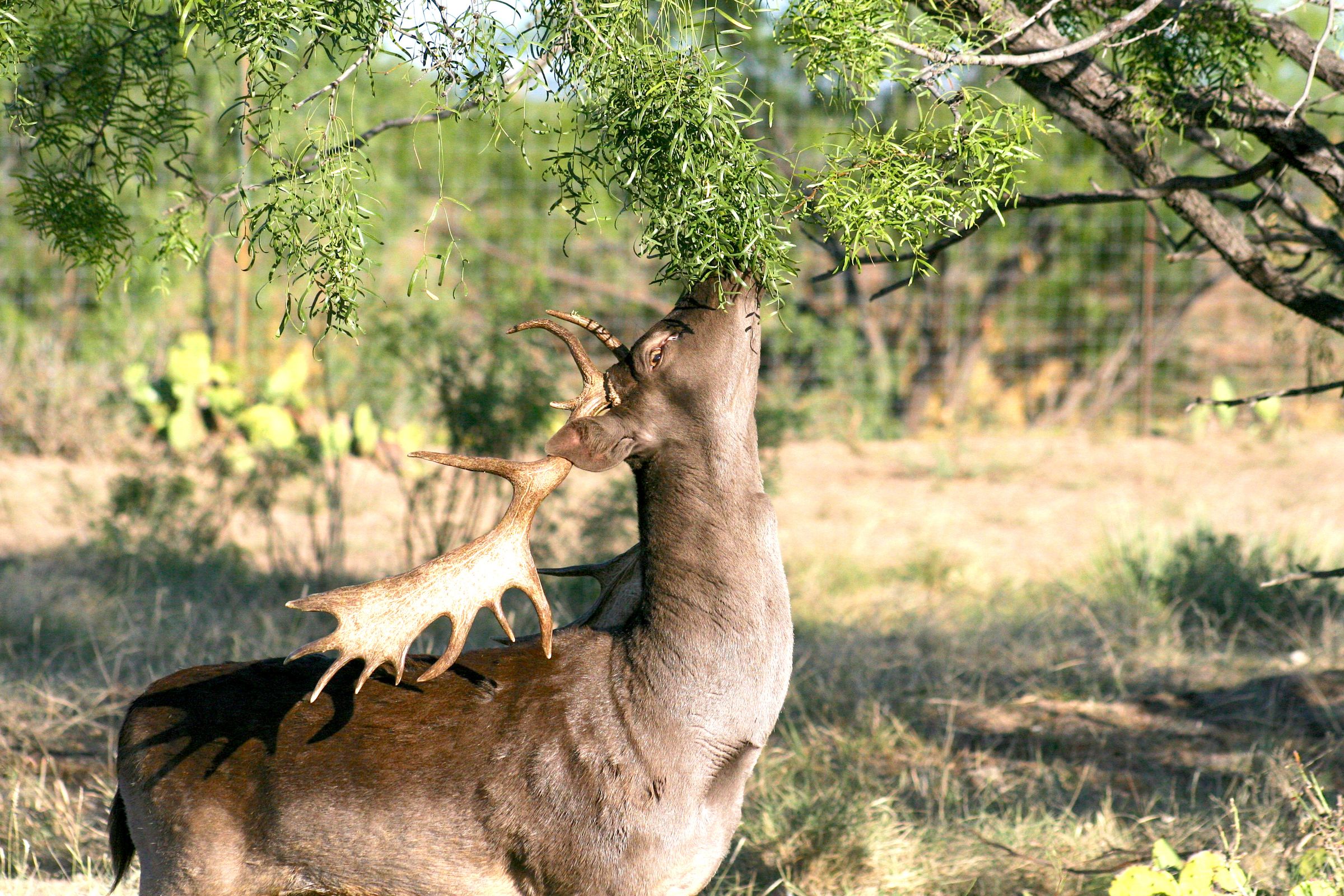 ACE Wildlife Studio's image