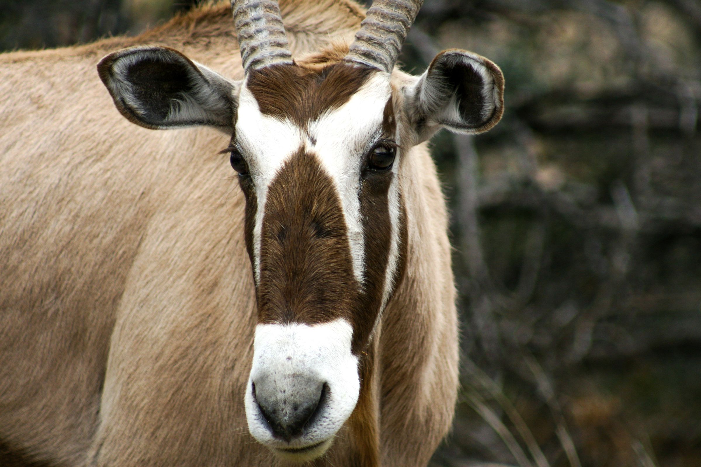 ACE Wildlife Studio's image