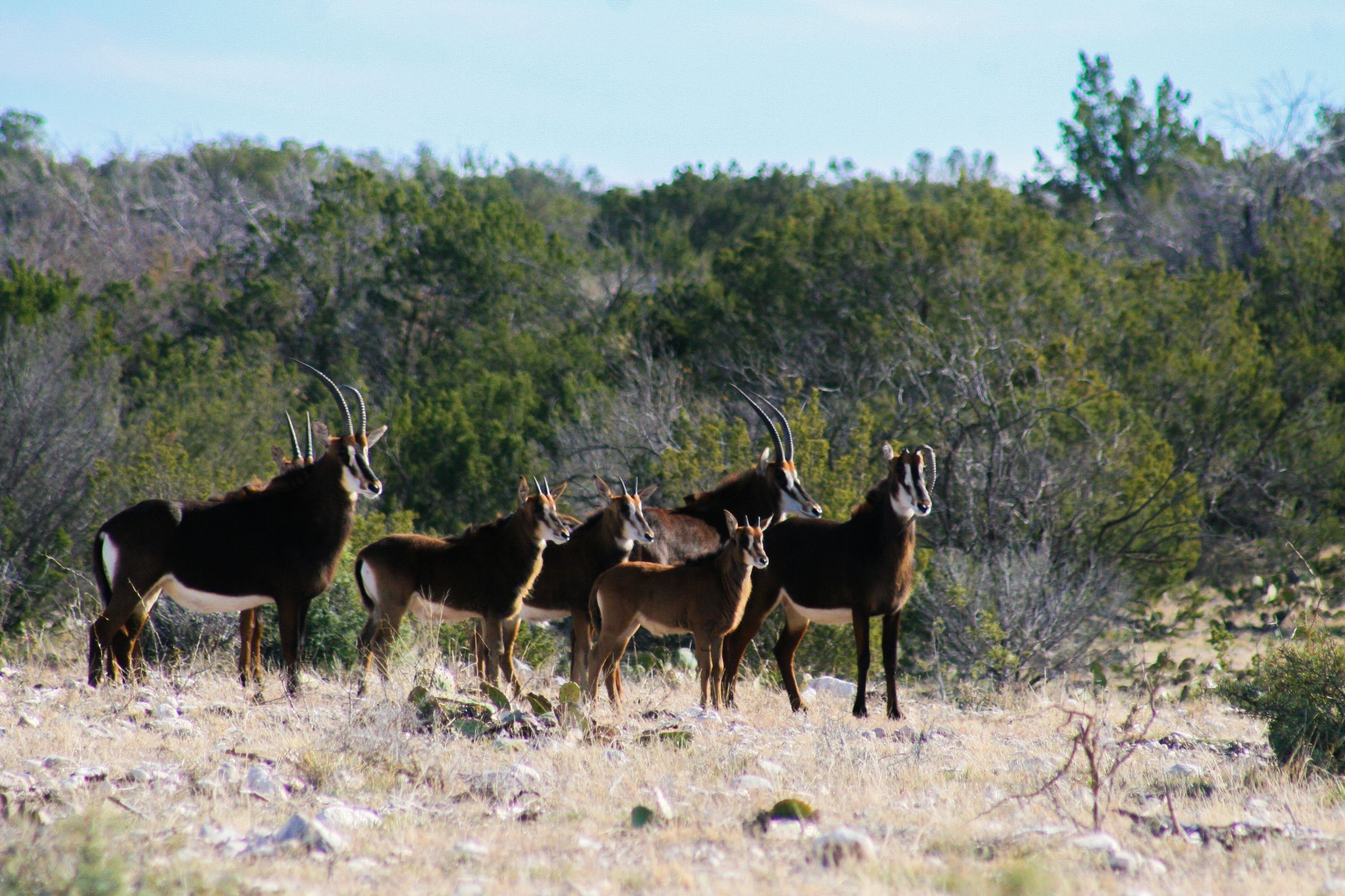 ACE Wildlife Studio's image