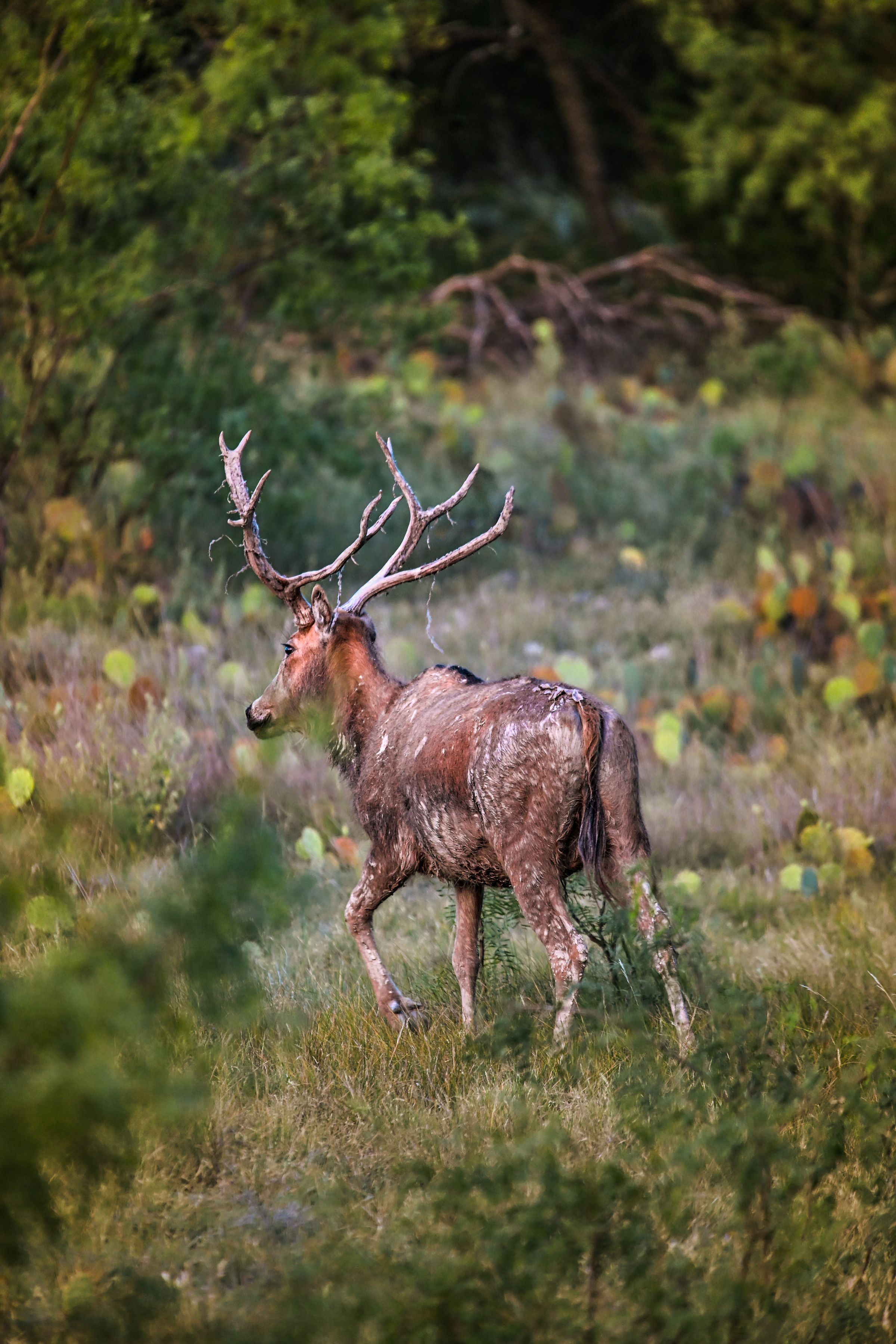 ACE Wildlife Studio's image