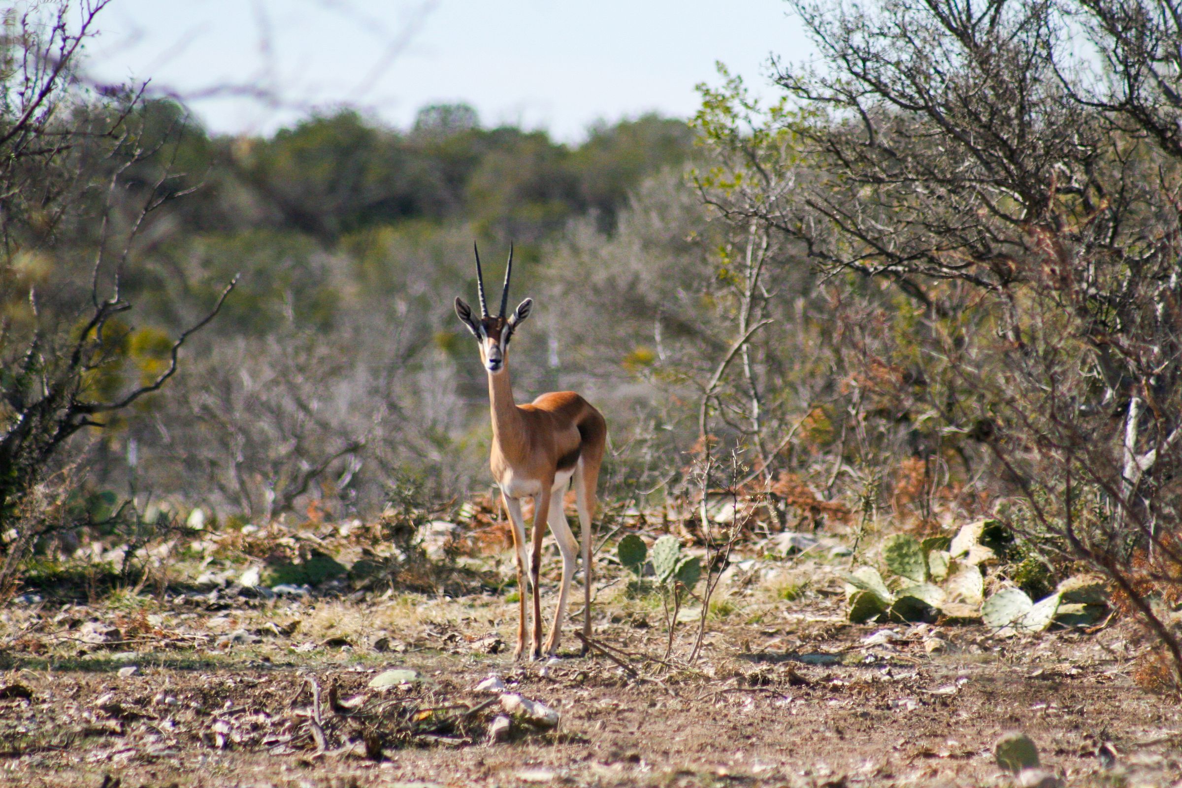 ACE Wildlife Studio's image