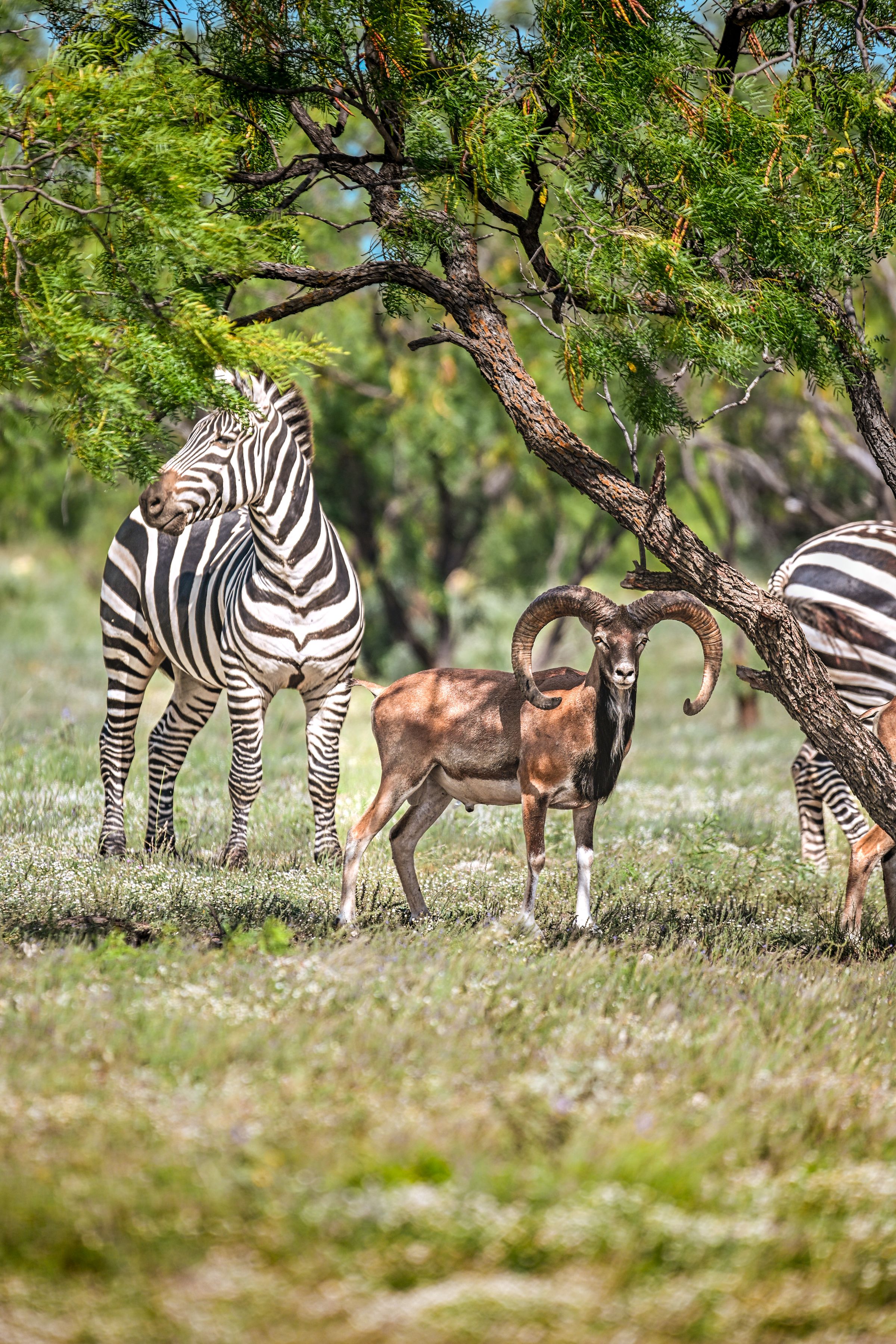 ACE Wildlife Studio's image