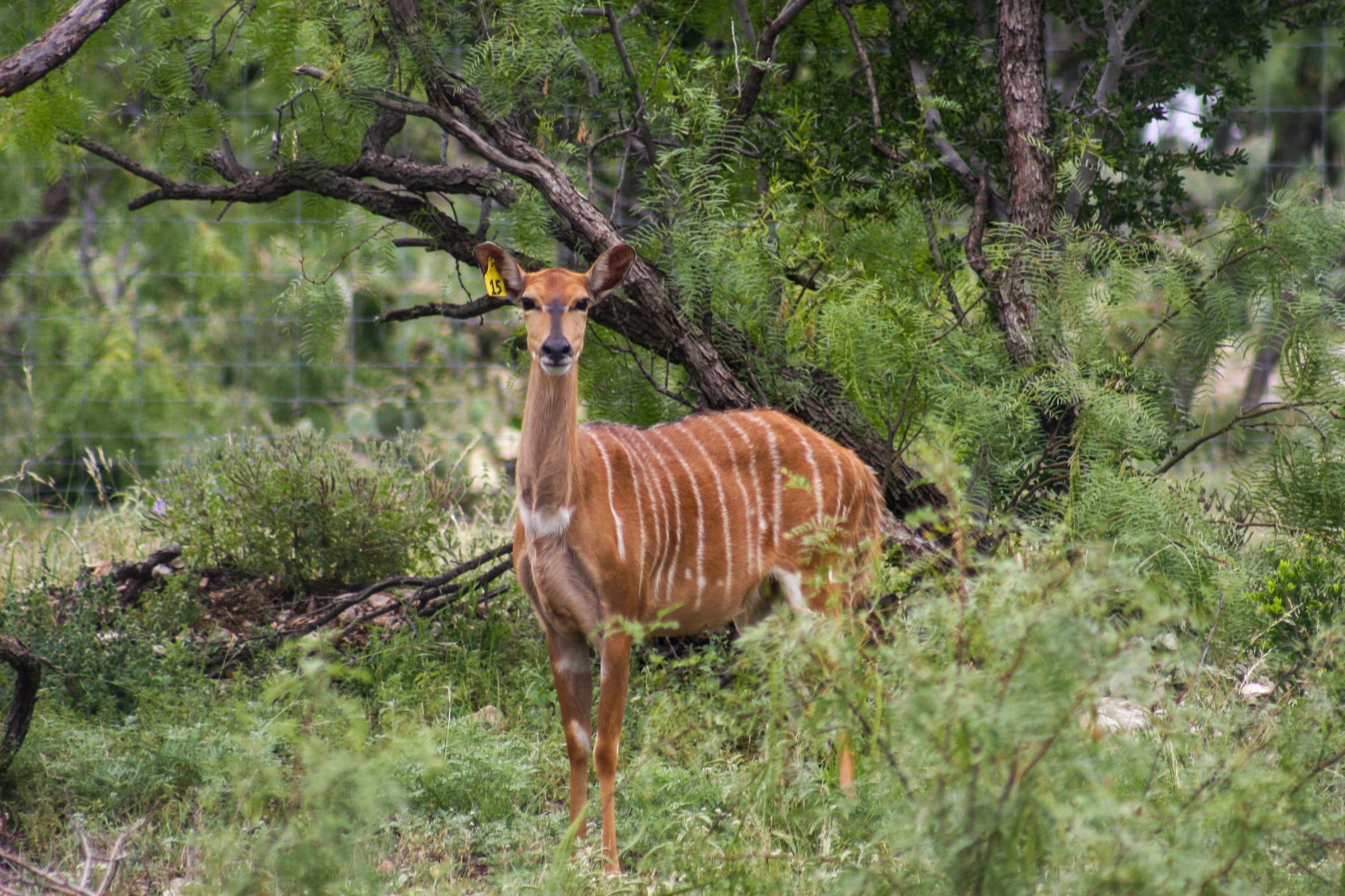 ACE Wildlife Studio's image