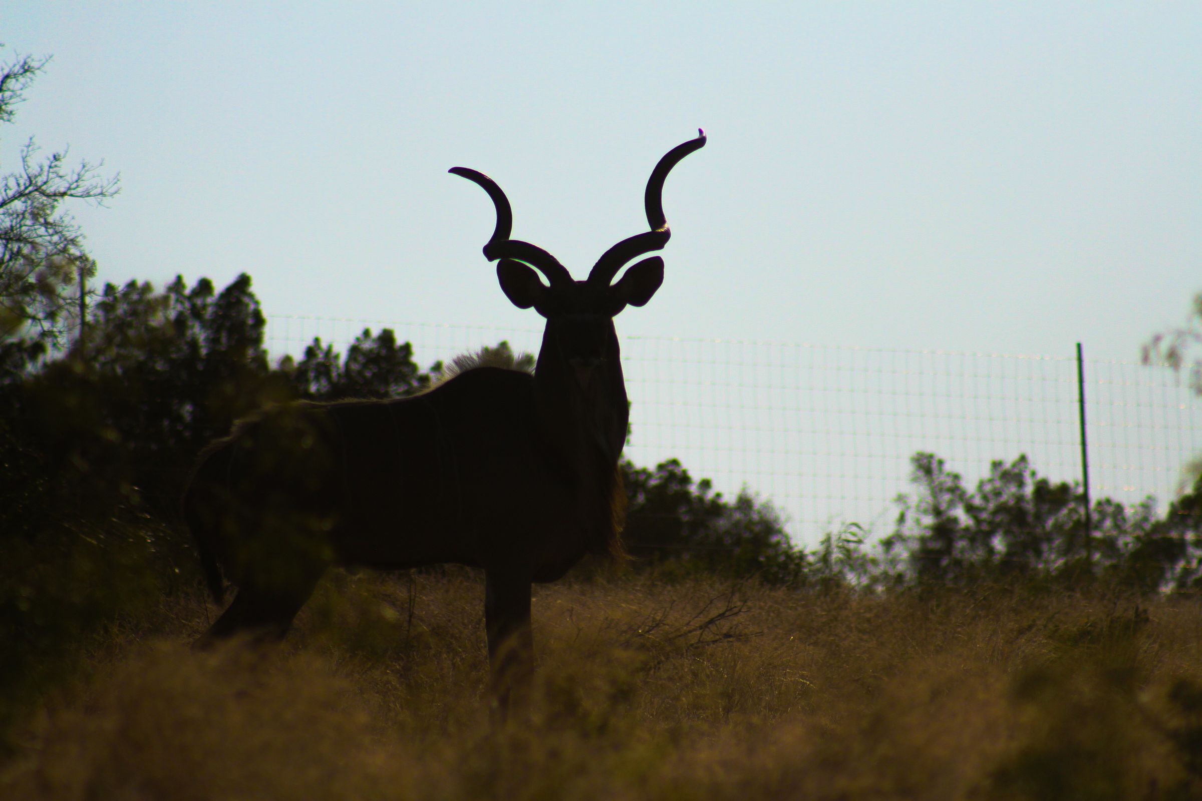 ACE Wildlife Studio's image