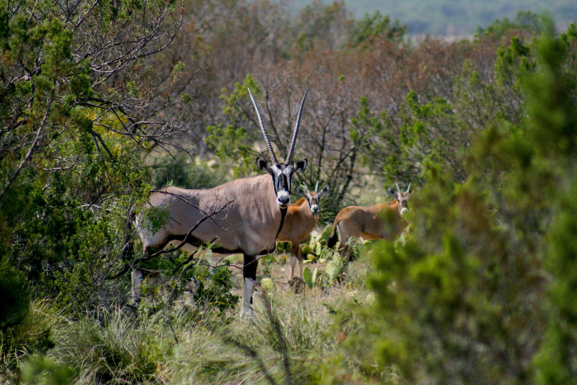 ACE Wildlife Studio's image