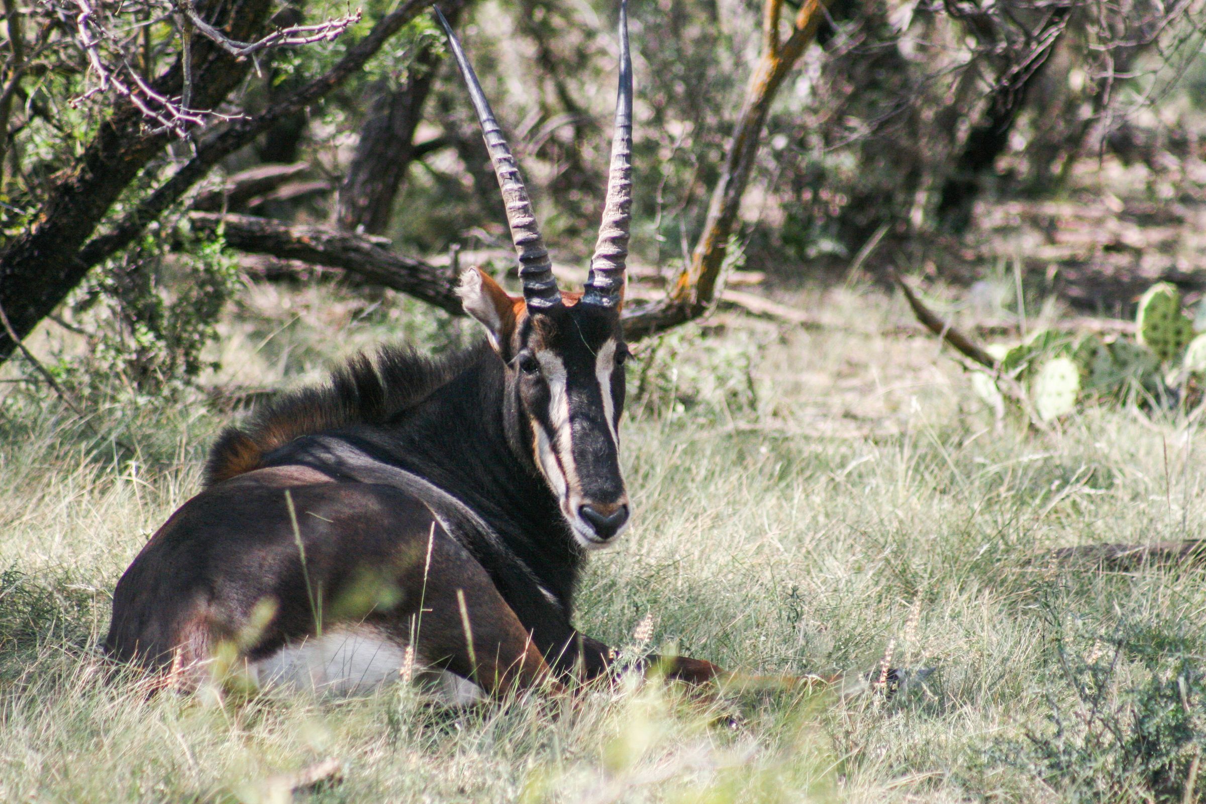 ACE Wildlife Studio's image