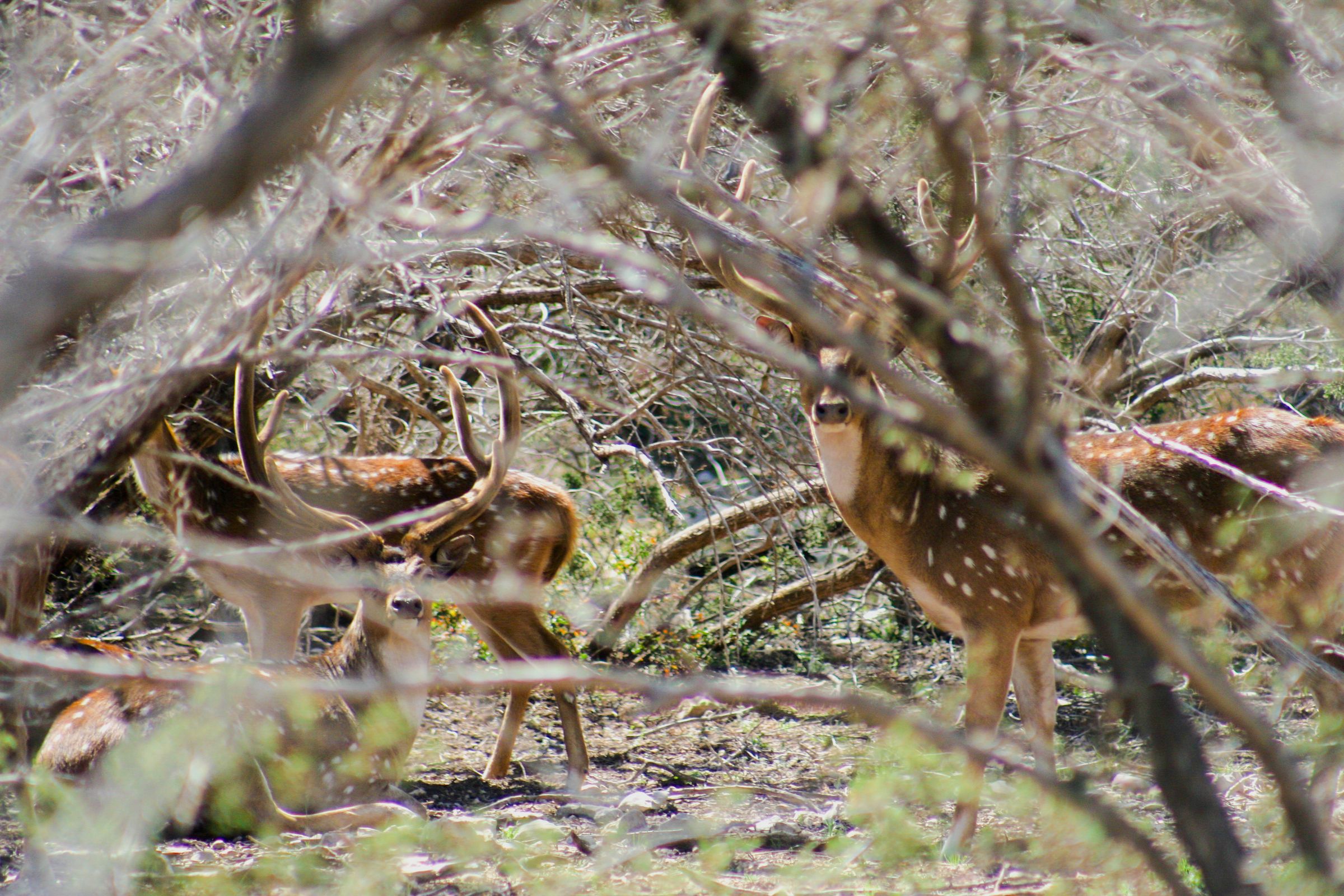 ACE Wildlife Studio's image
