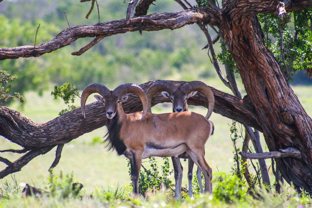 ACE Wildlife Studio's image