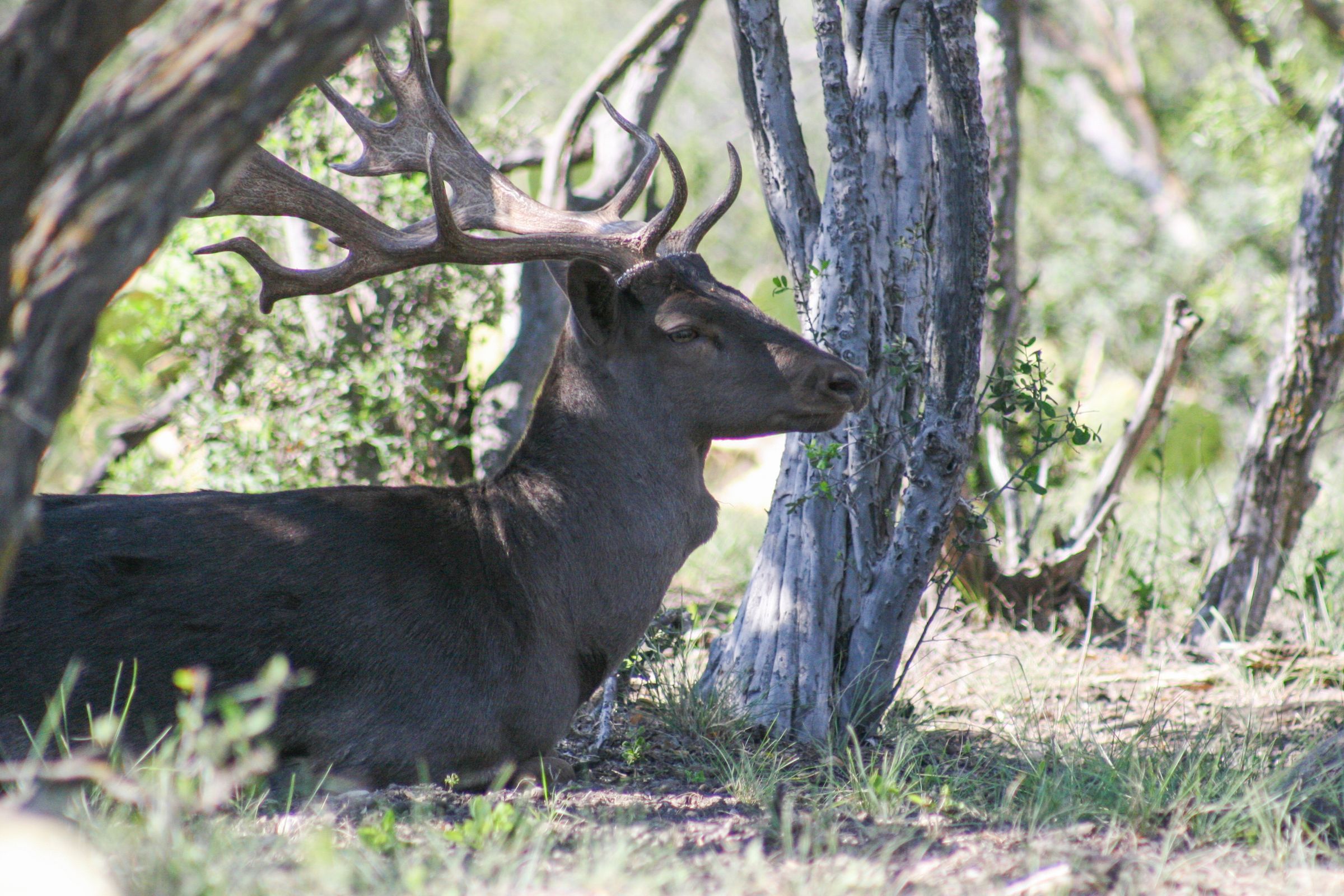 ACE Wildlife Studio's image