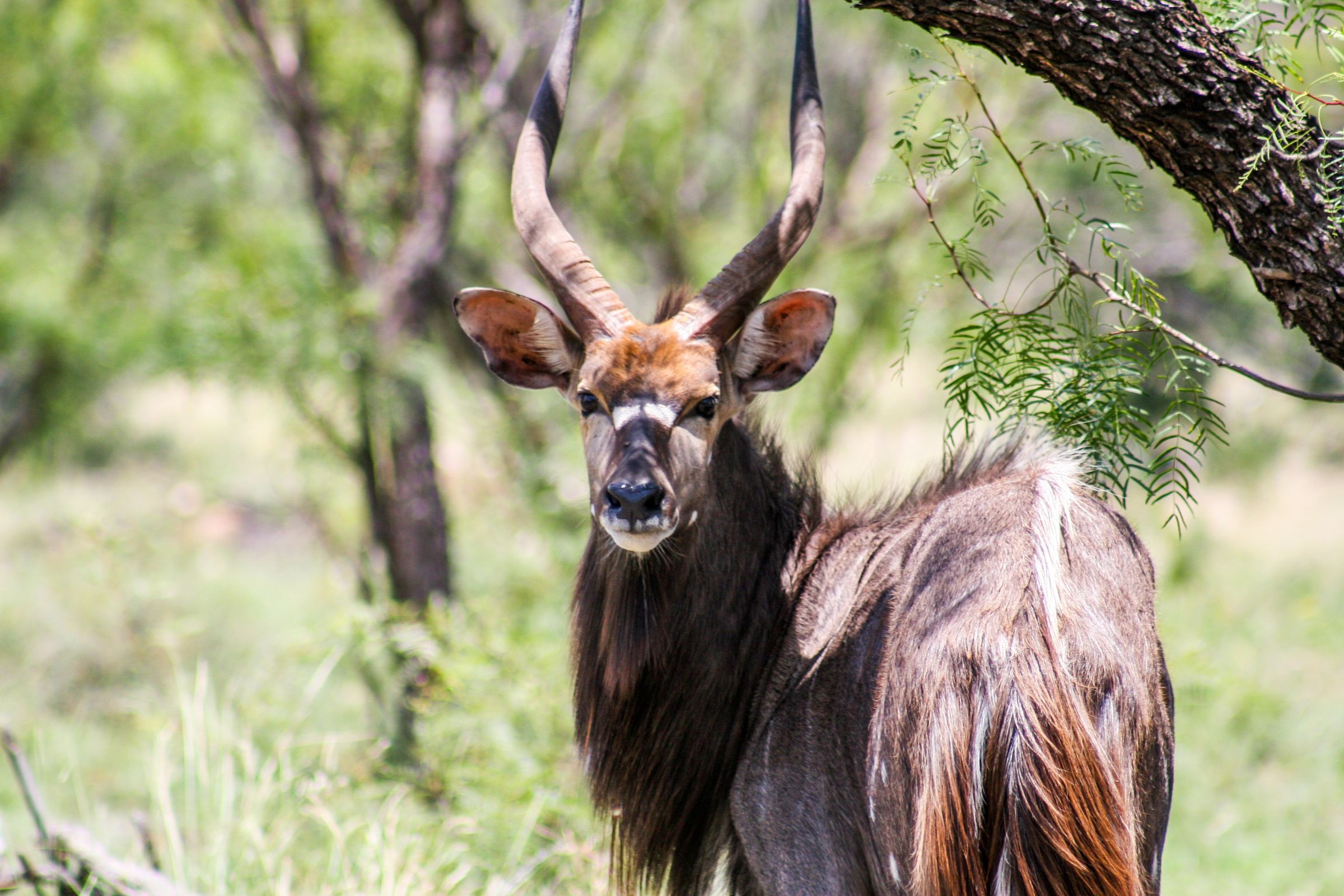 ACE Wildlife Studio's image