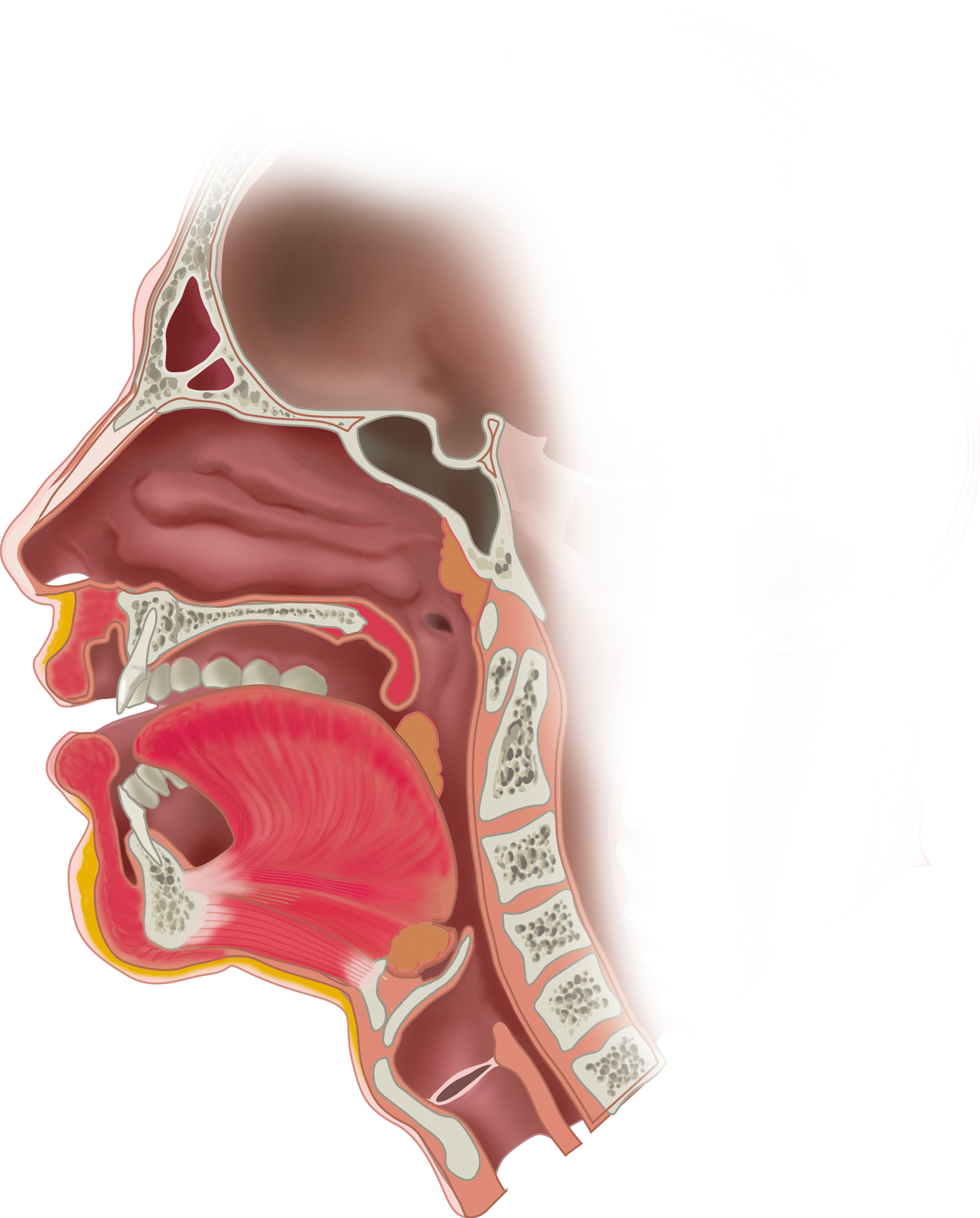 ENT Konstantinos Choulakis 's image