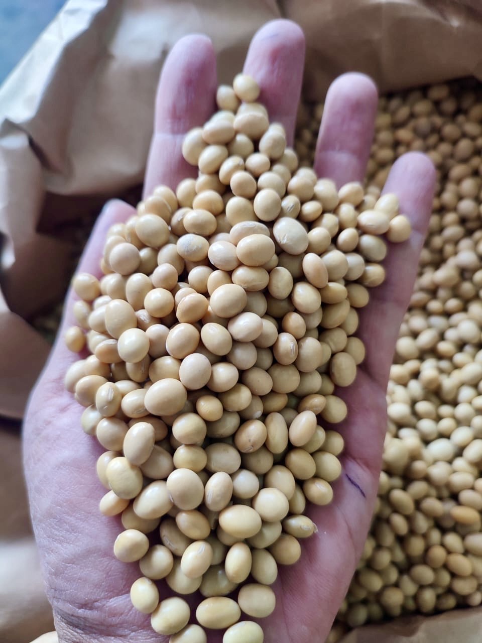 PT Soya Star's image