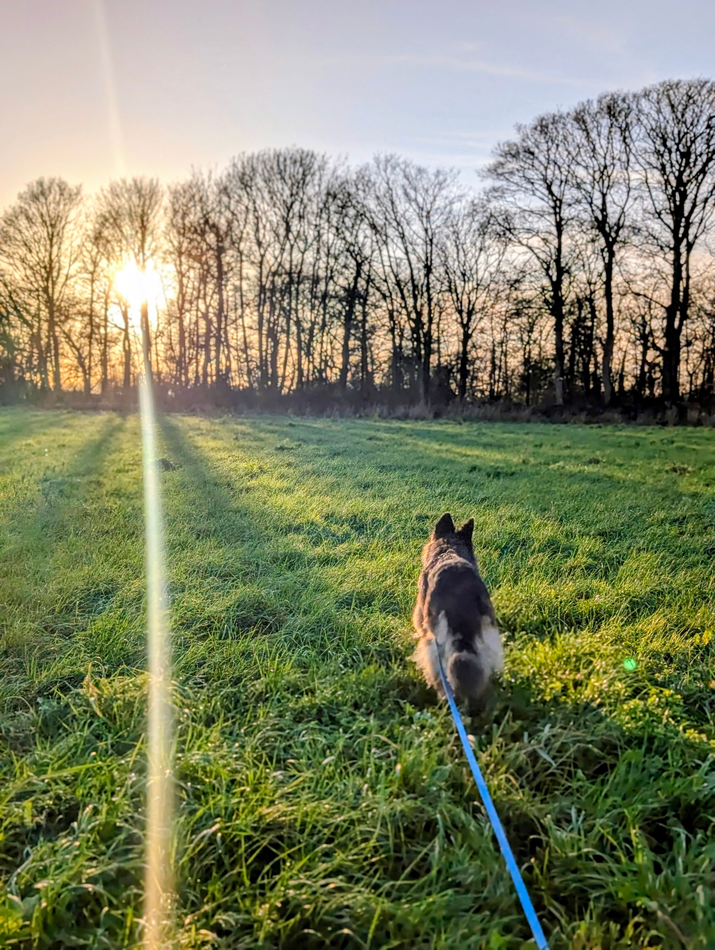 Reactive German Shephard Antrobus