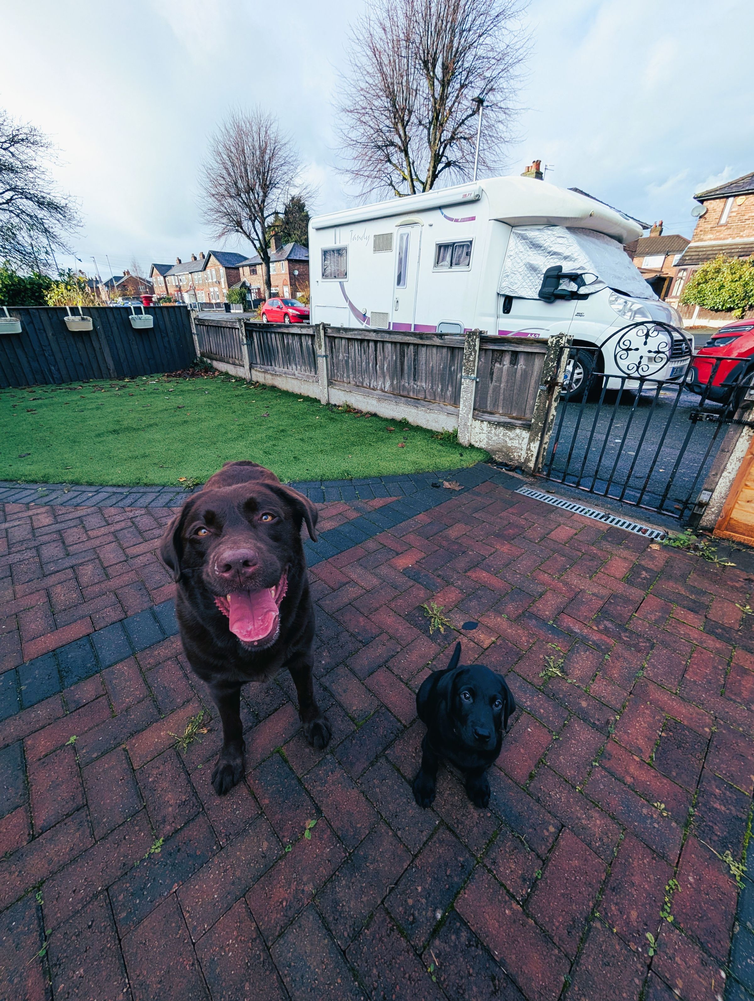 Reactive Labrador Warrington