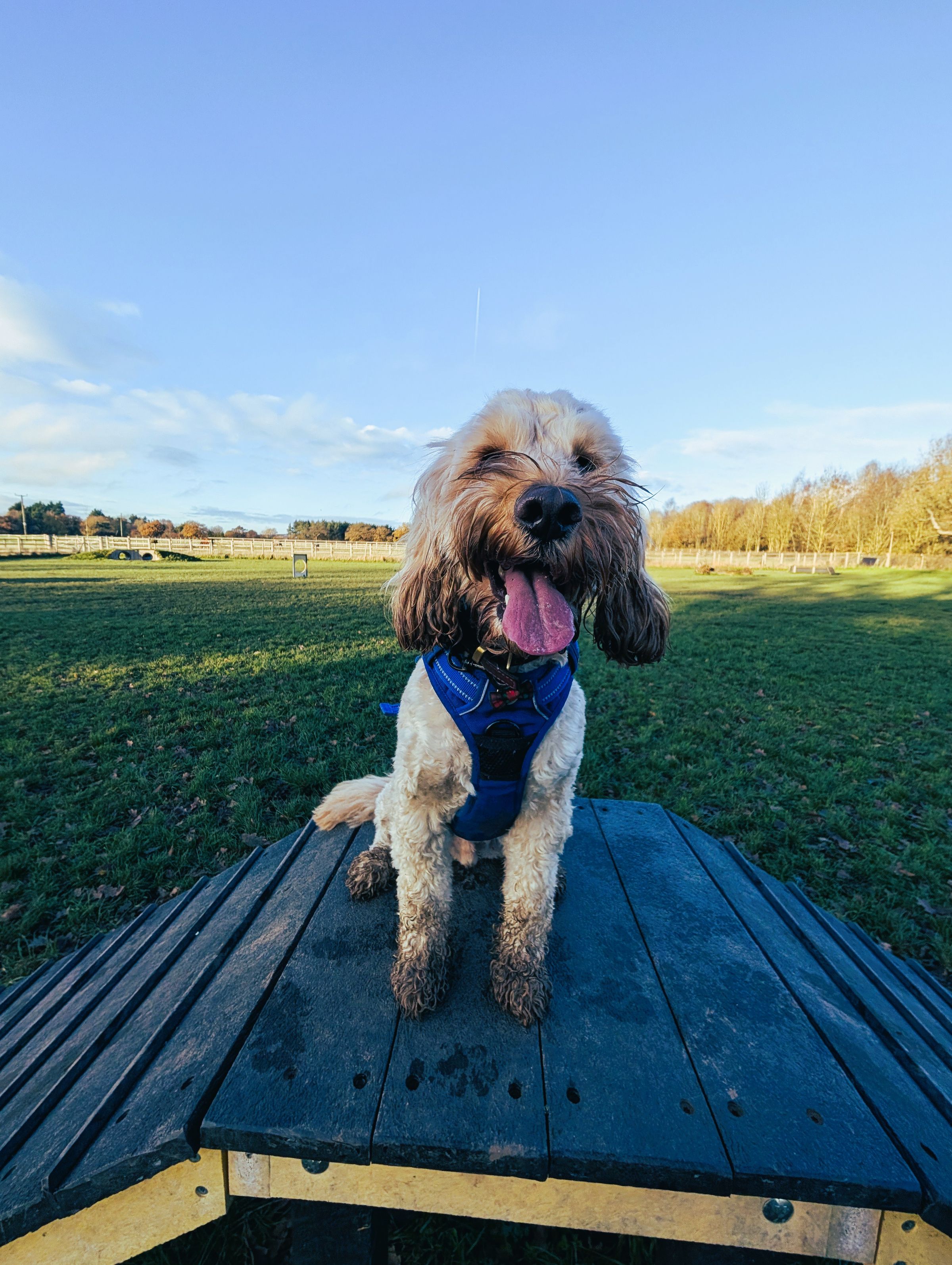 The Cheshire Dog Squad's image