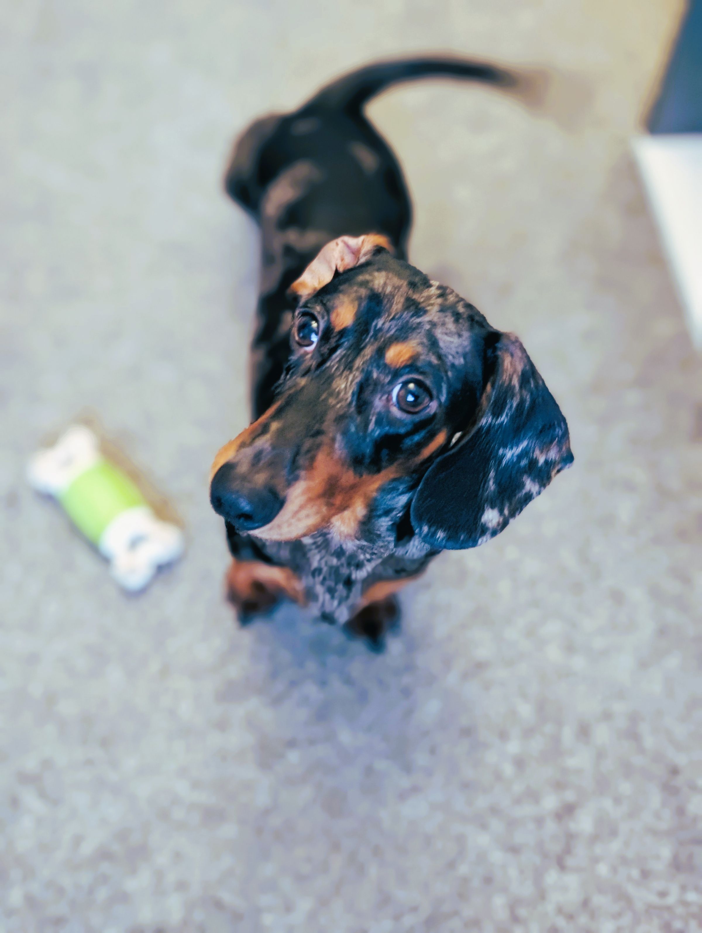 Reactive miniature Dachshund Bolton