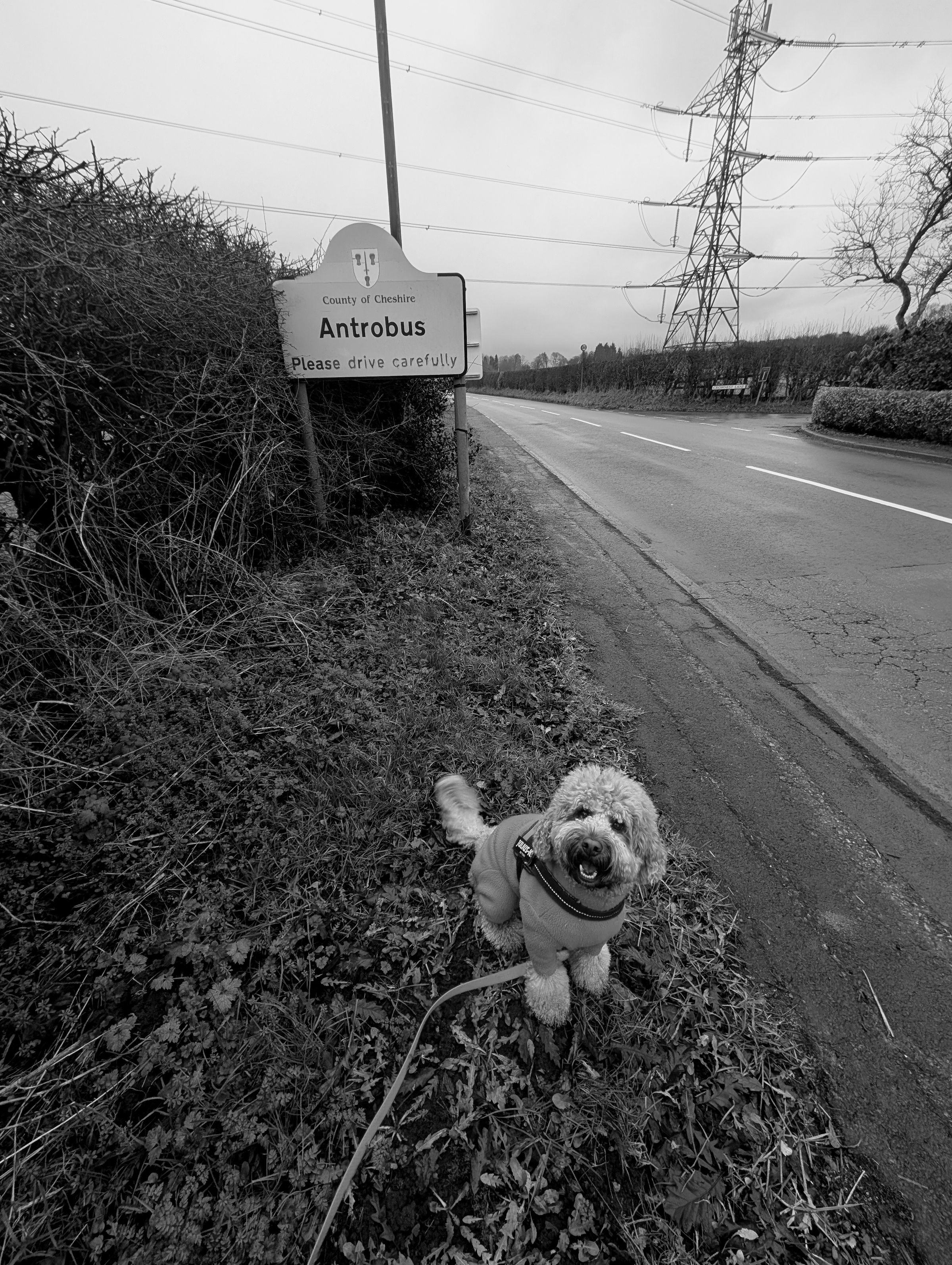 The Cheshire Dog Squad's image