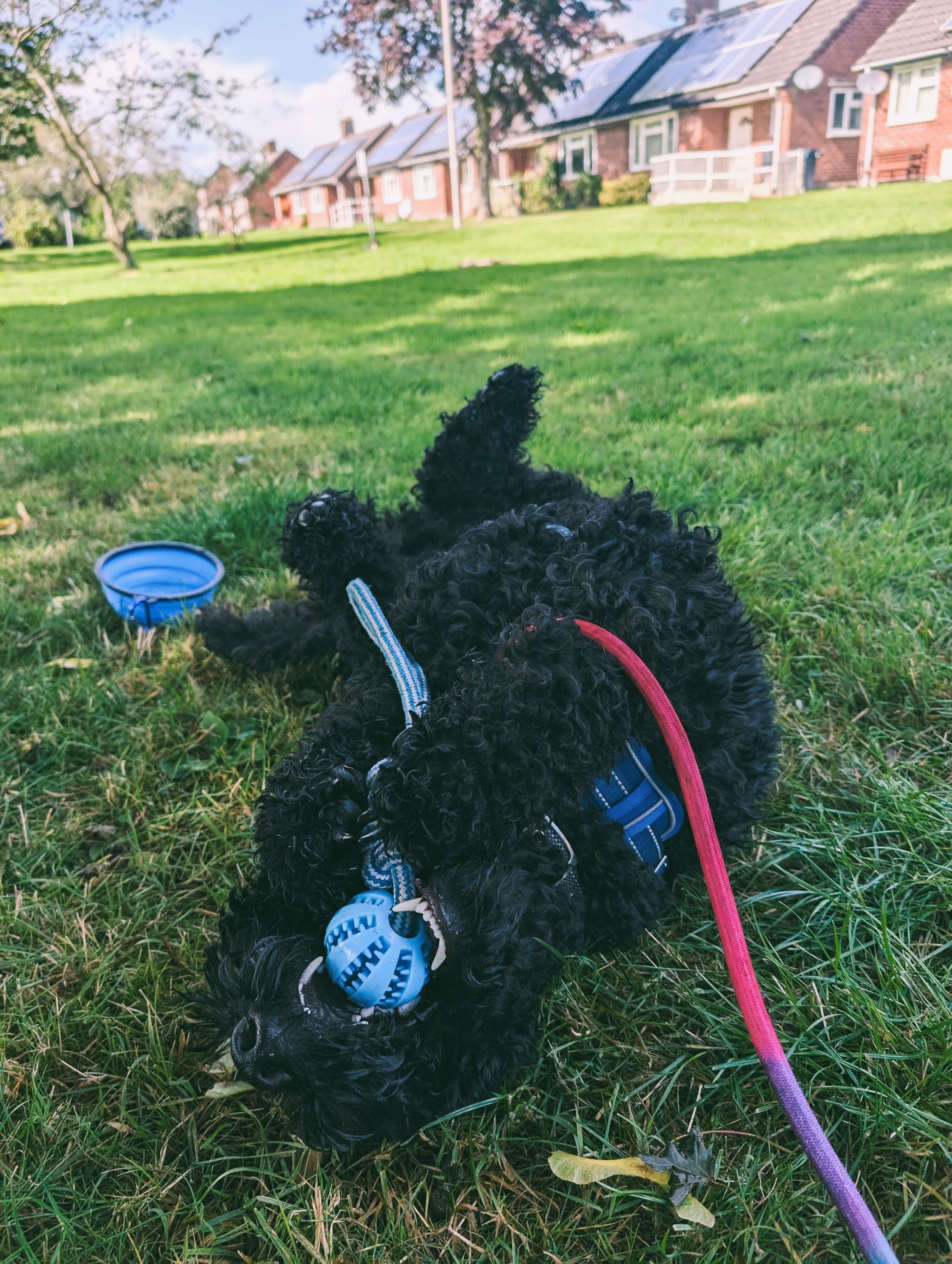 Adolescent Labradoodle Wincham