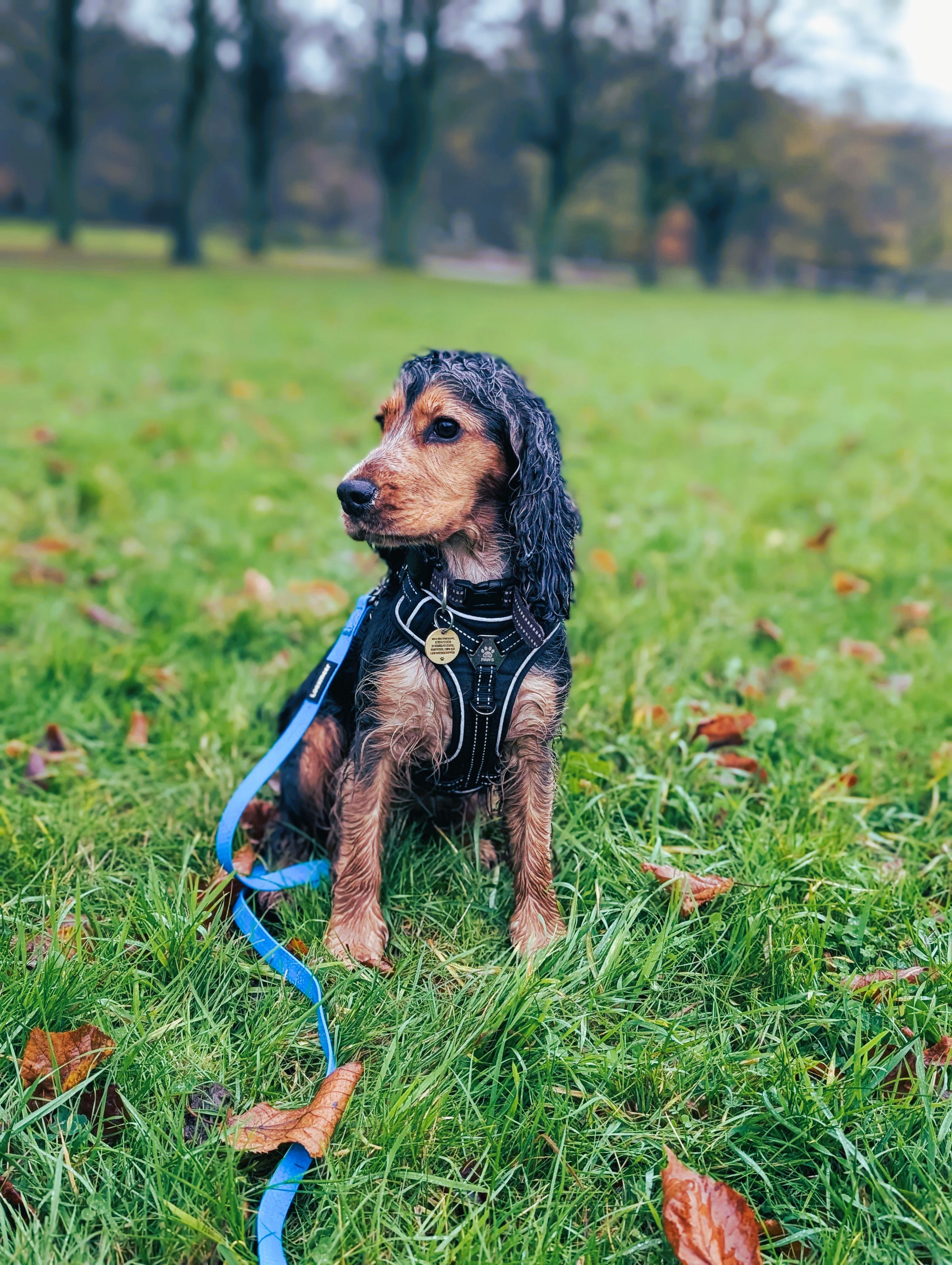 Anxious Show Cocker Spaniel Northwich