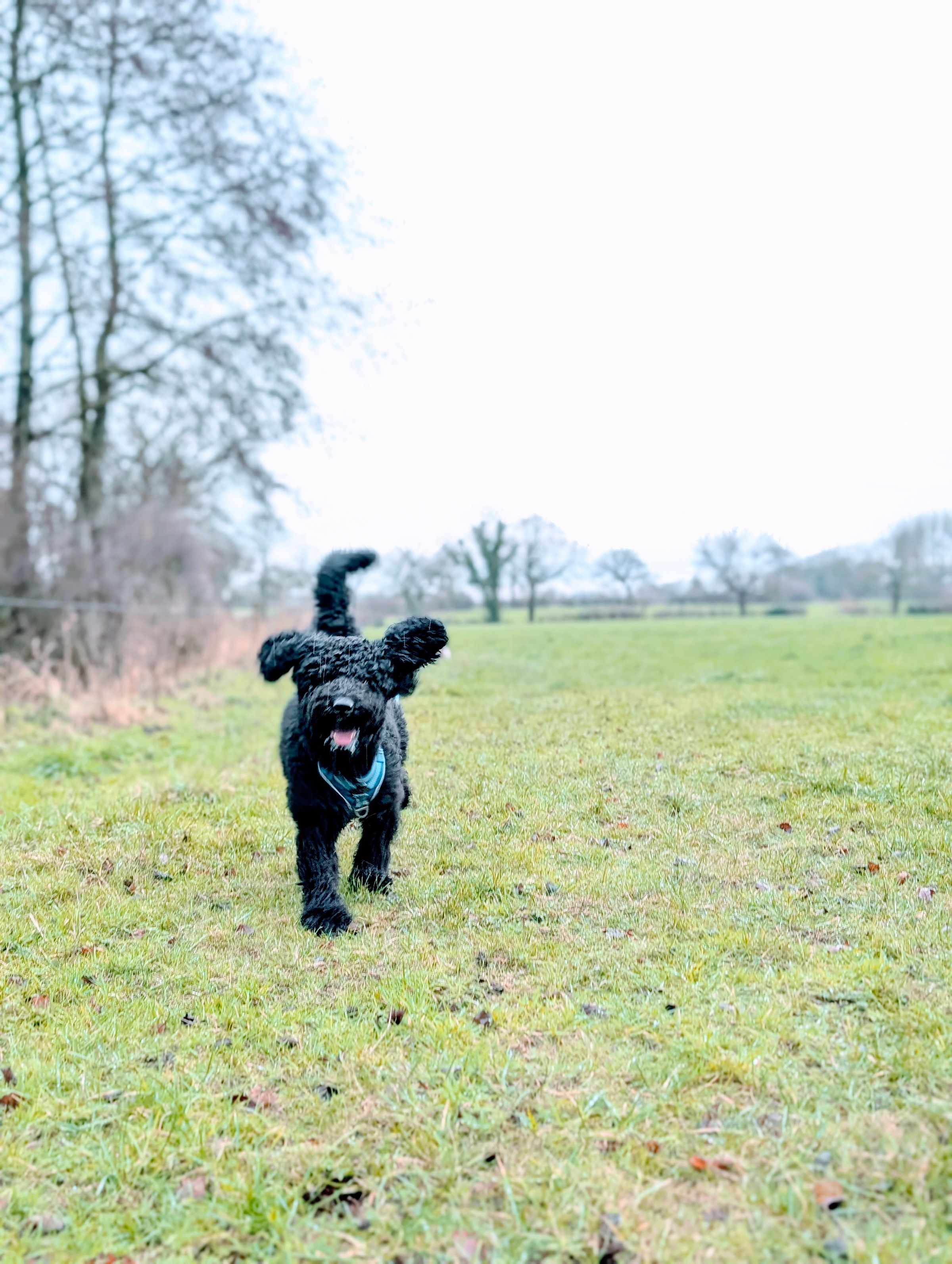 The Cheshire Dog Squad's image