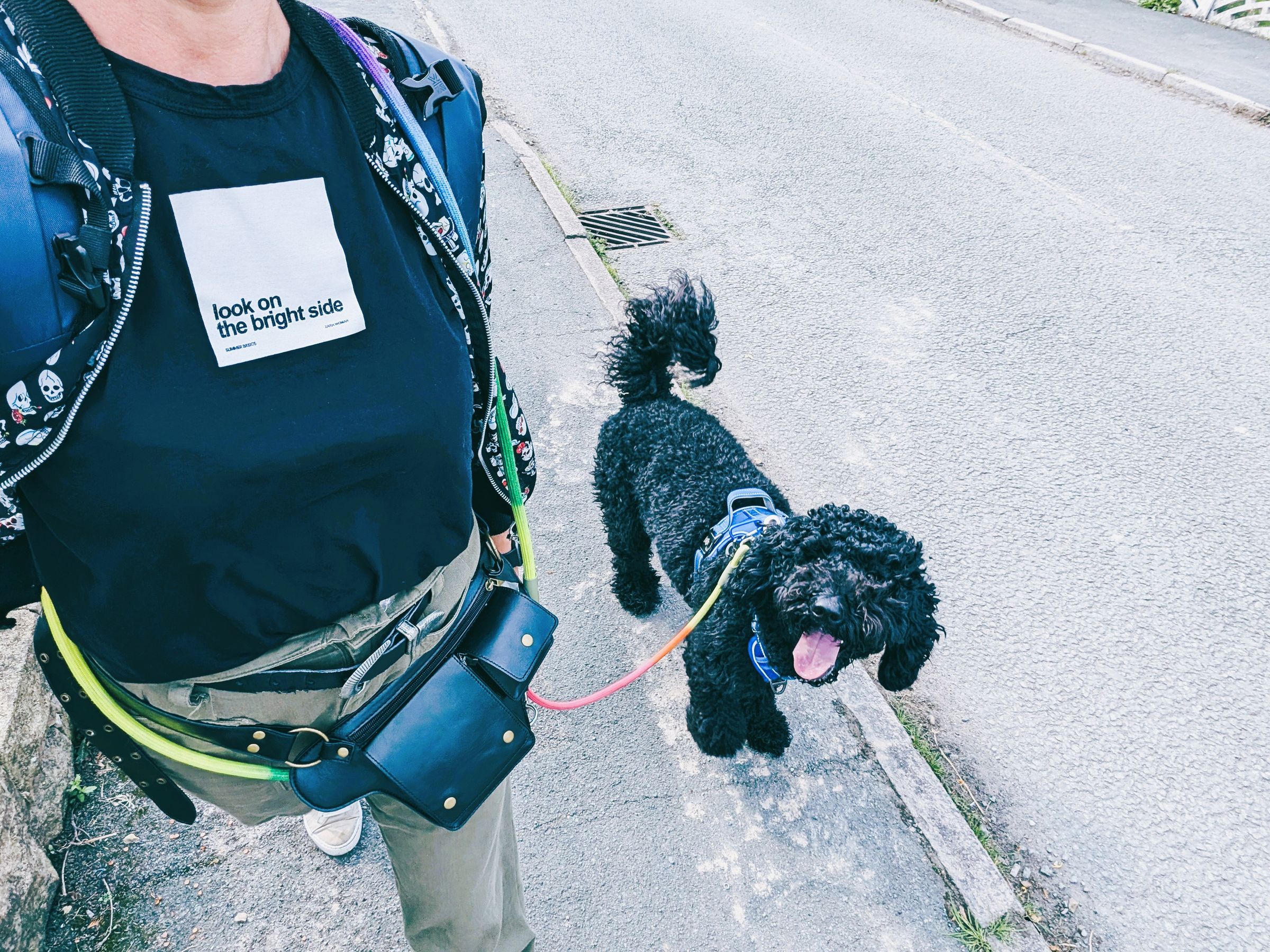 Adolescent Labradoodle Wincham