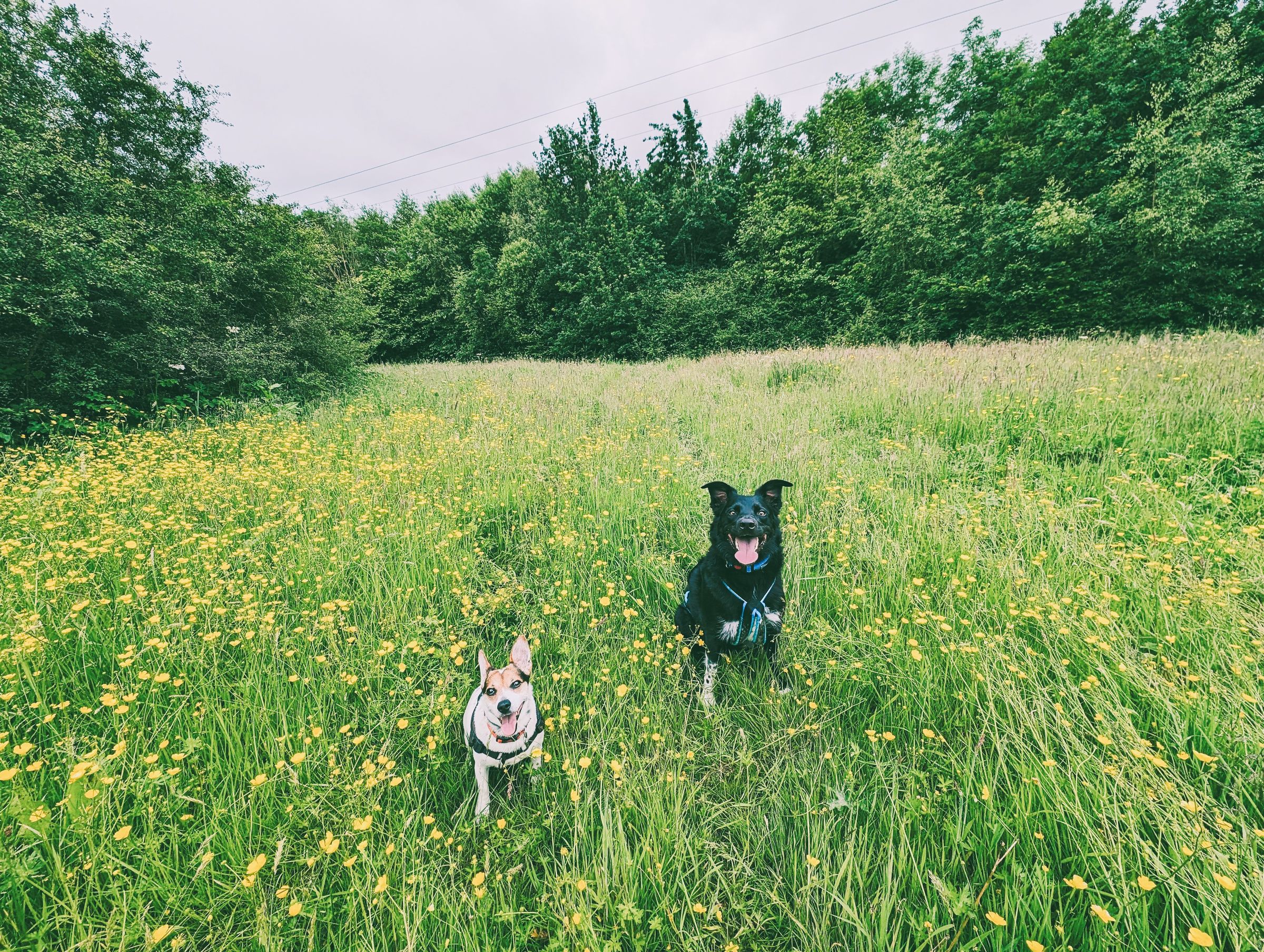 Reactive Border Collie and Jack Russell Grappenhall