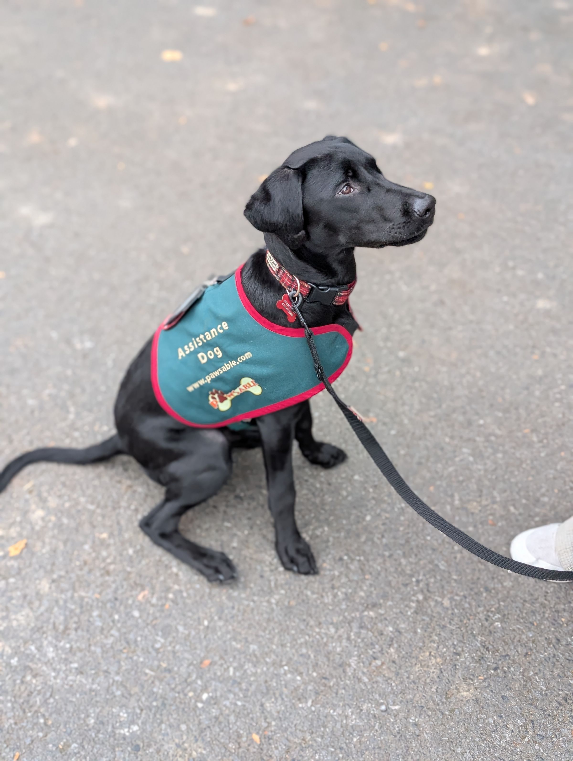 THE CHESHIRE DOG SQUAD's image