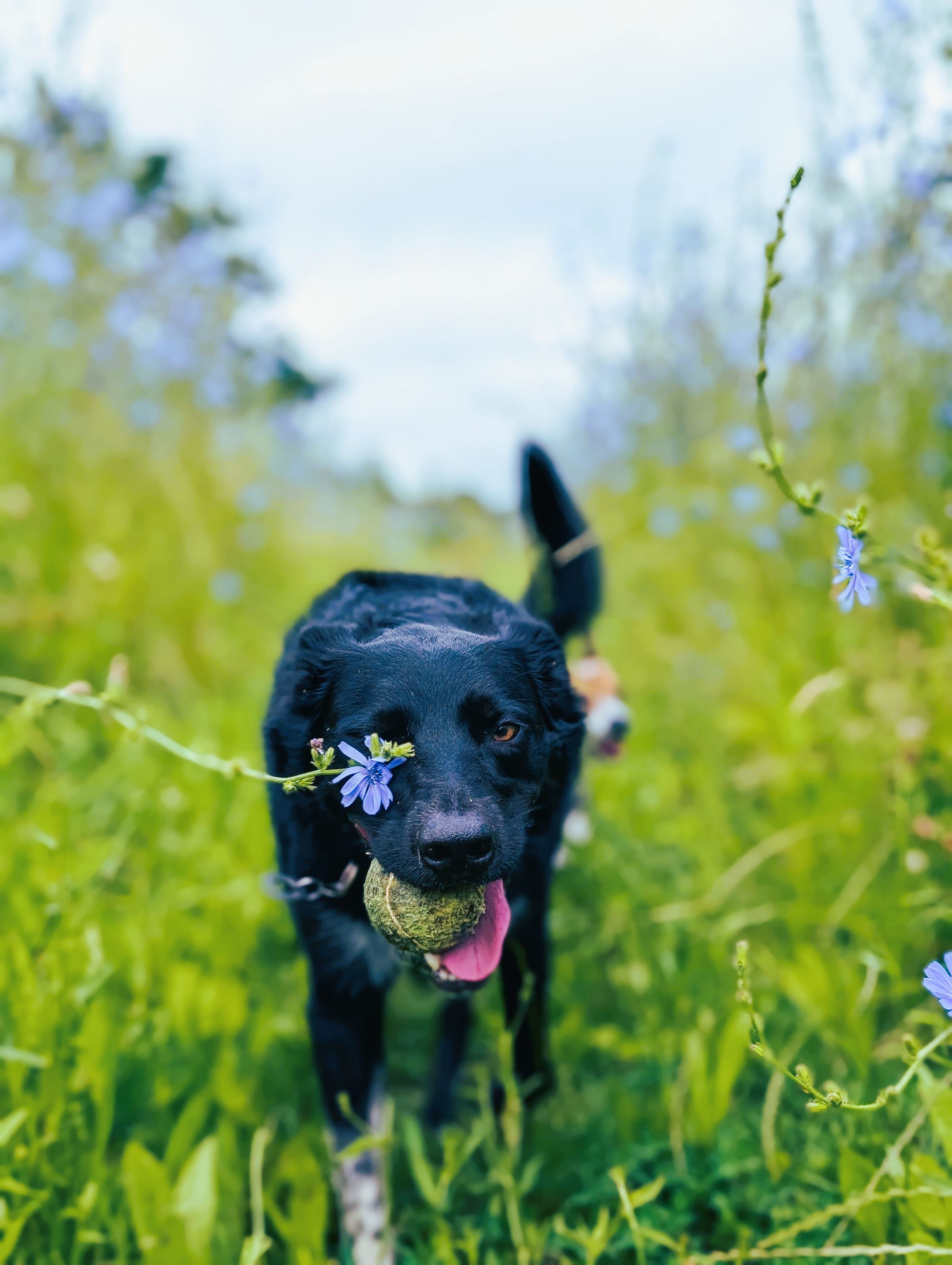 Reactive Border Collie Runcorn