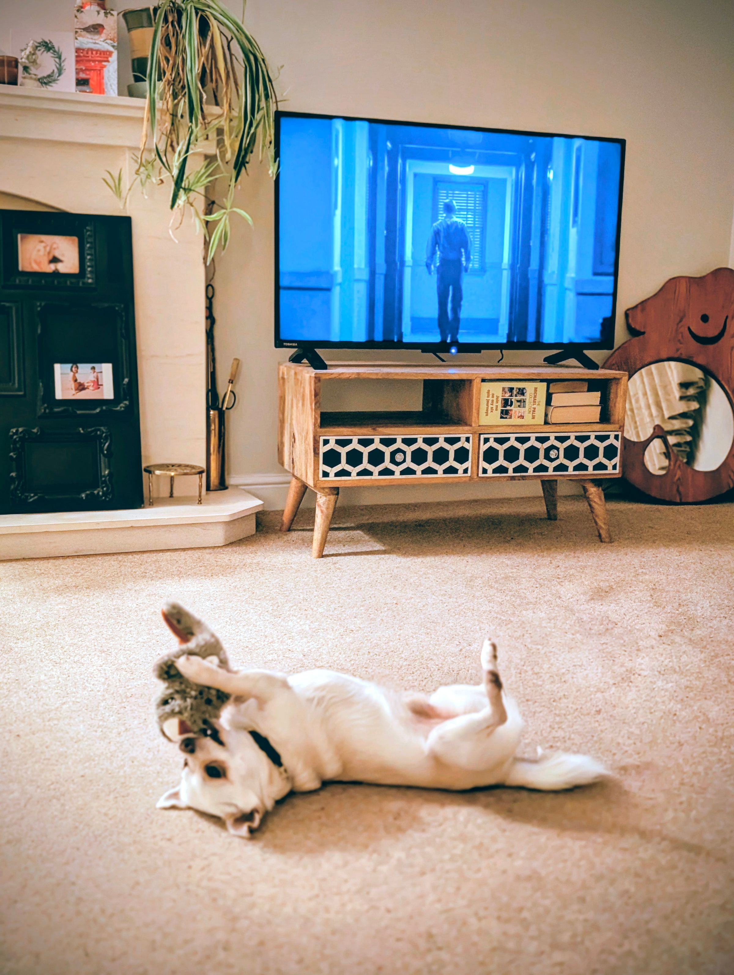 The Cheshire Dog Squad's image