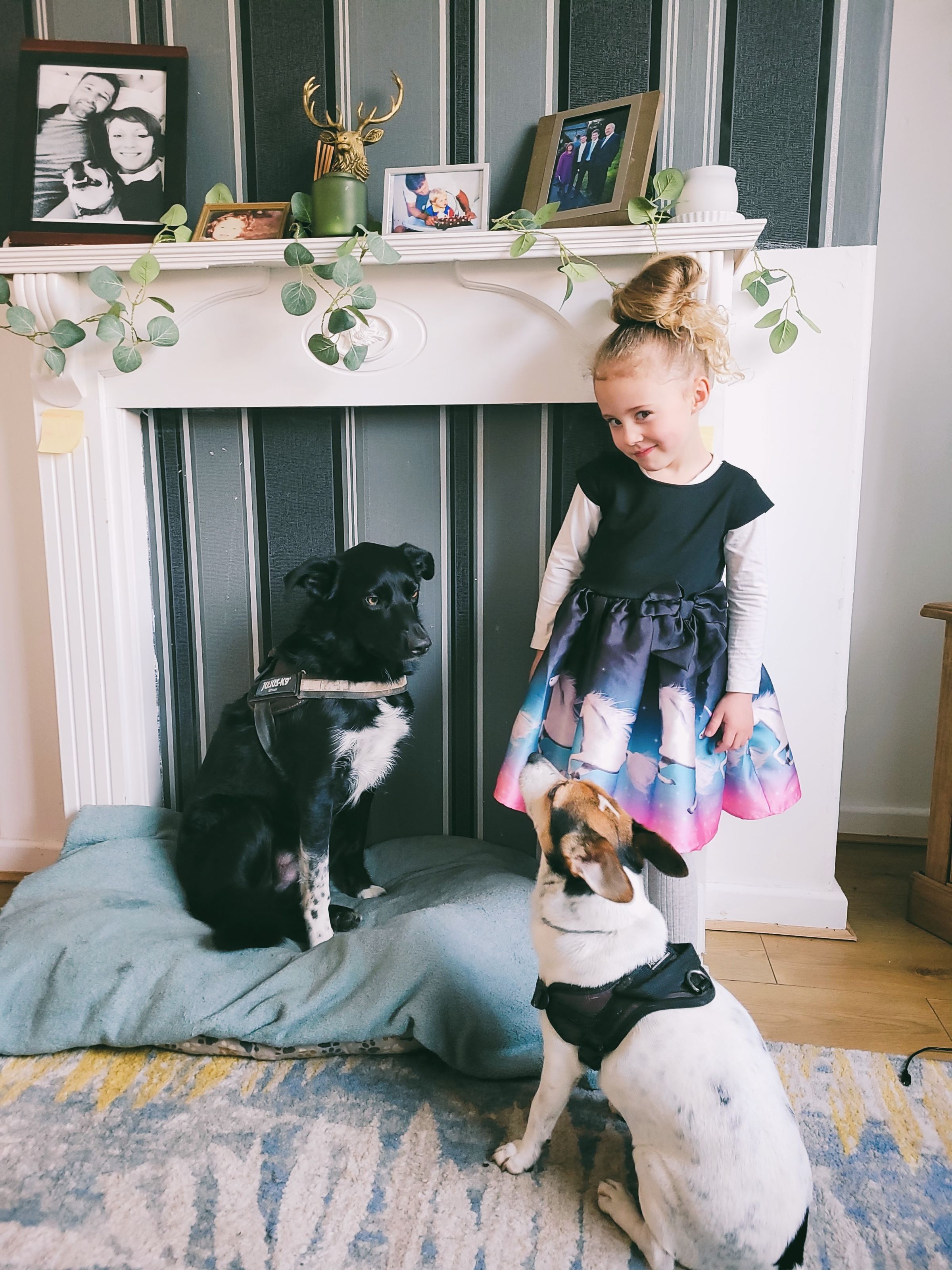 Compassionate dog training for a calm & connected life's image