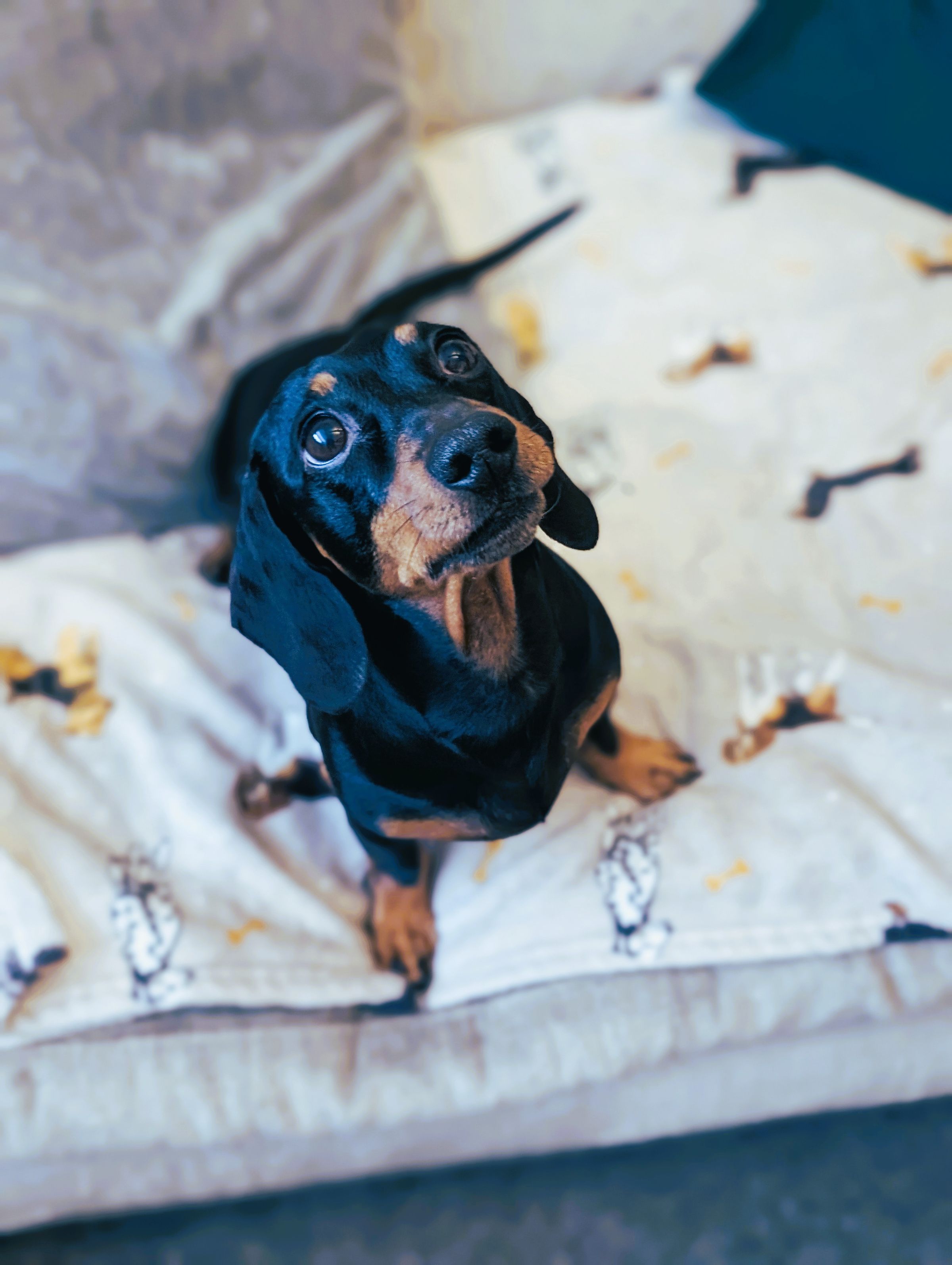 Reactive miniature Dachshund Bolton