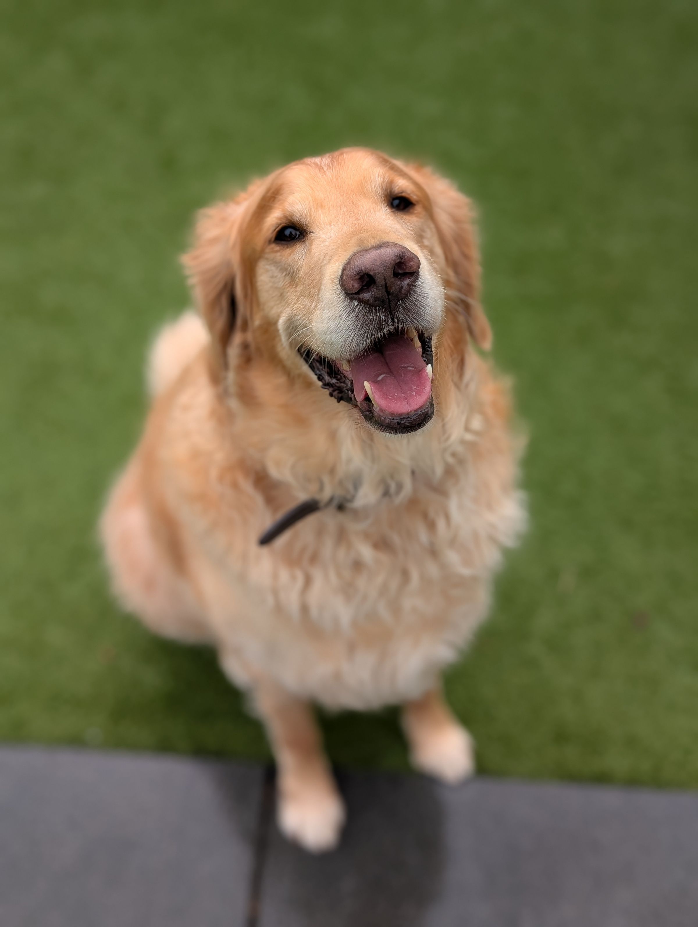 Golden Retriever Winnington