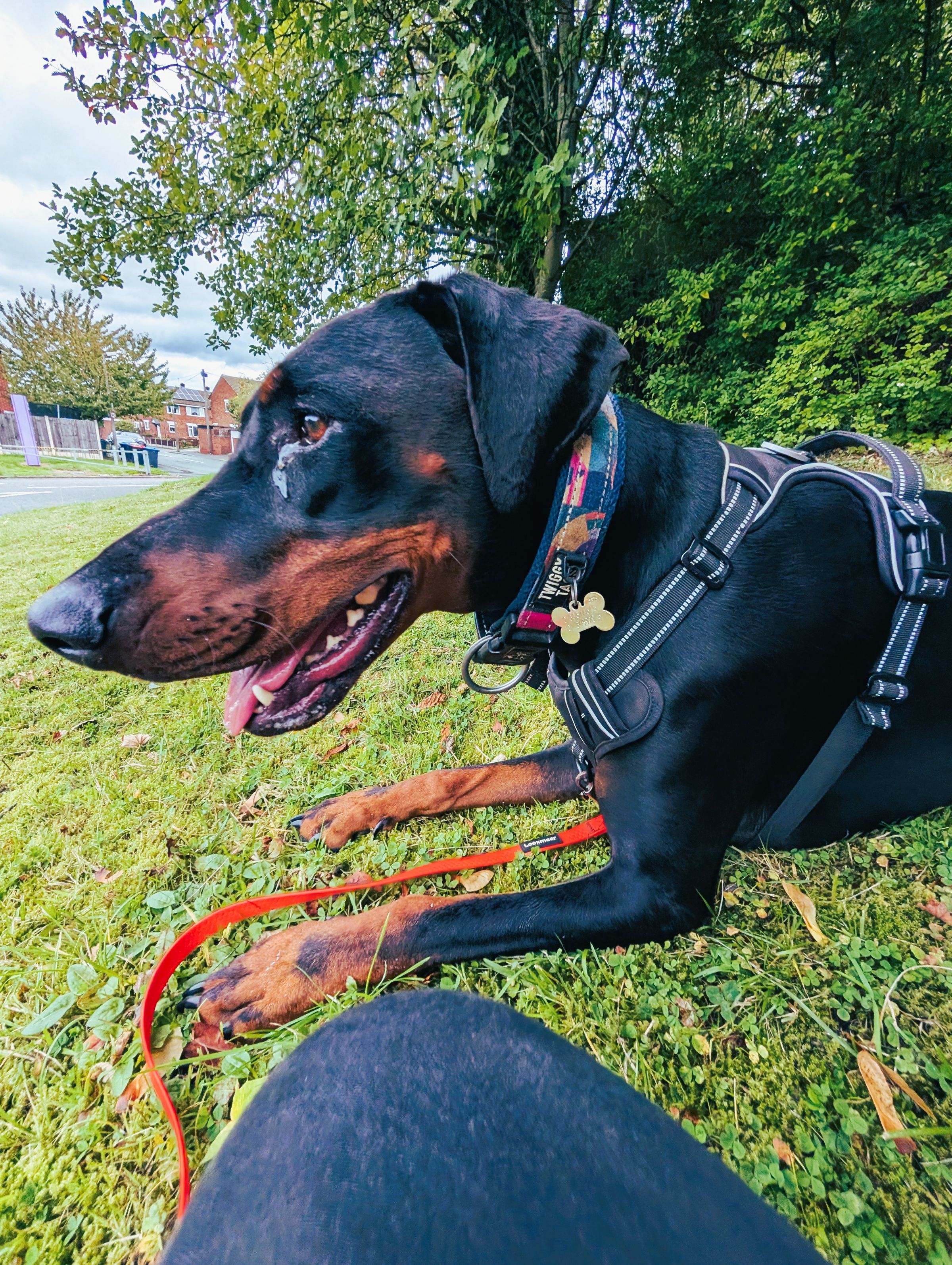 Reactive Dobermann Northwich