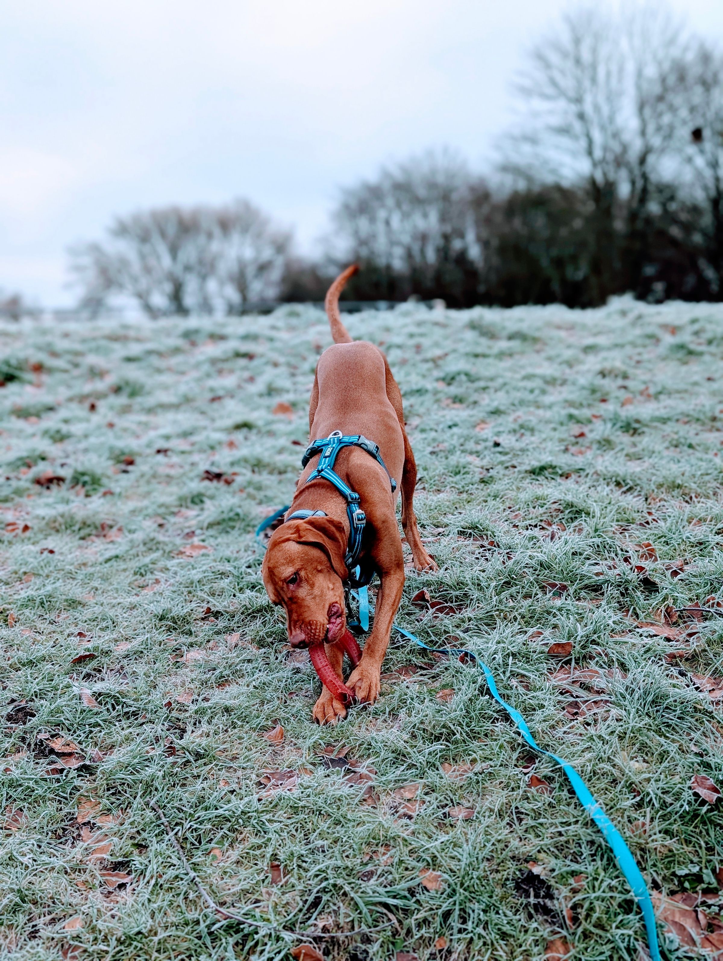 The Cheshire Dog Squad's image