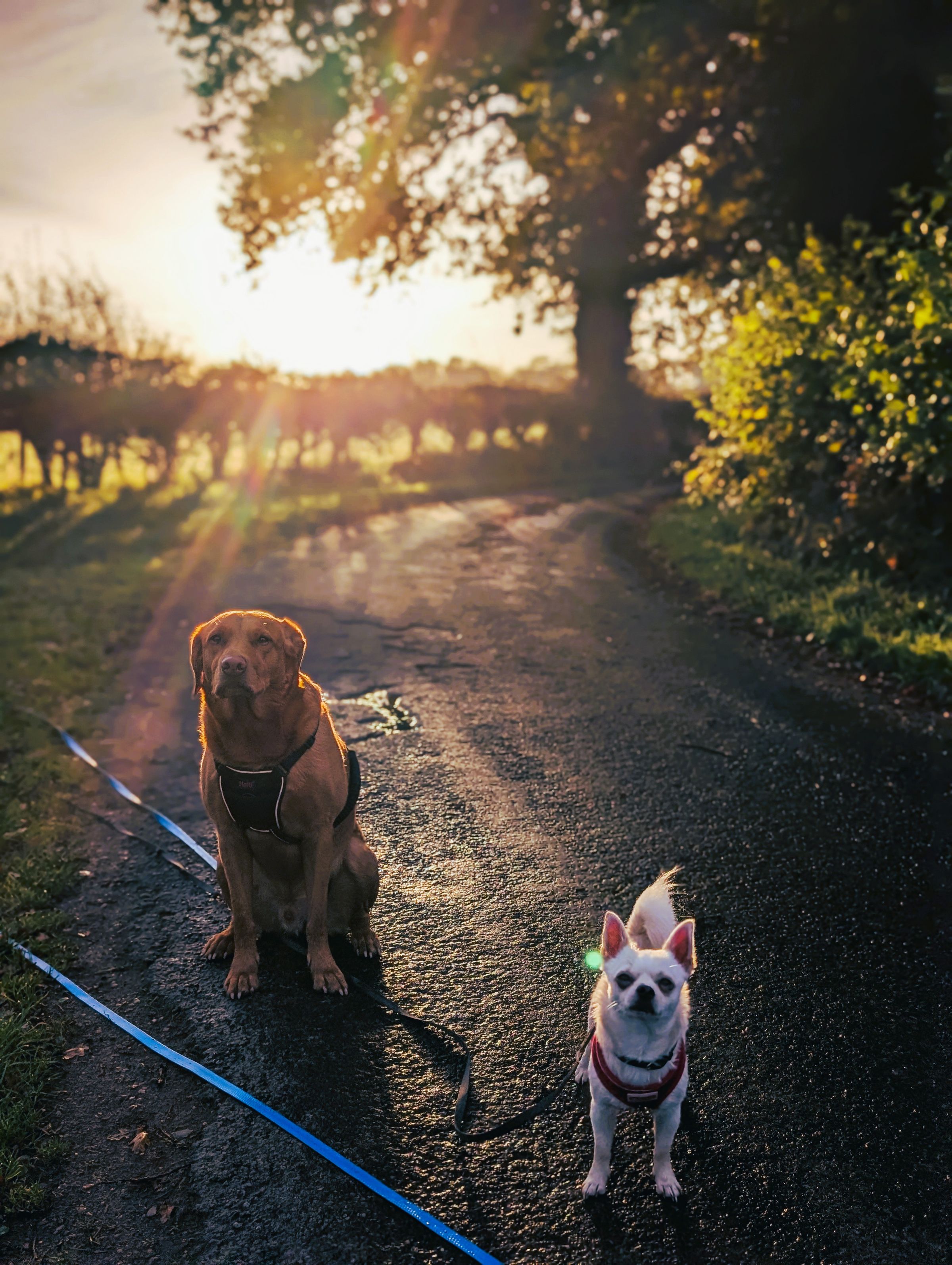 Red Fox Labrador Antrobus