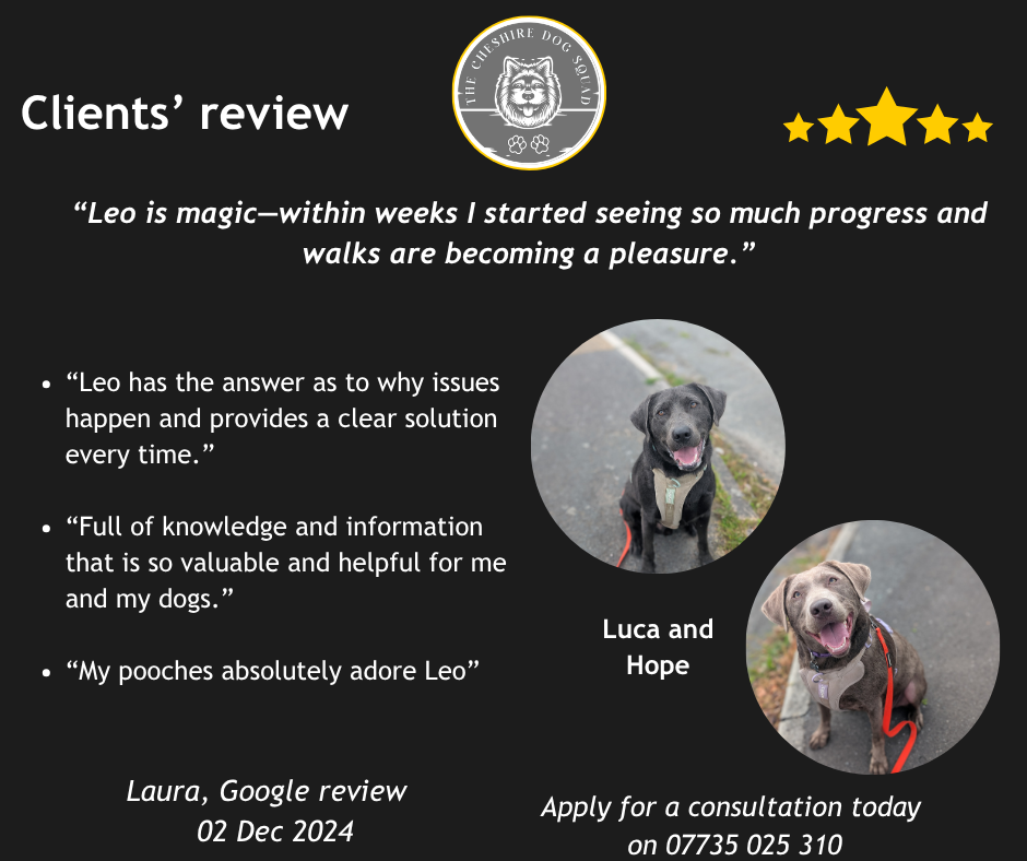 Luca and Hope reactive Labradors Northwich. Clients’ review. “Leo is magic—within weeks I started seeing so much progress and walks are becoming a pleasure.”“Leo has the answer as to why issues happen and provides a clear solution every time.”  “Full of knowledge and information that is so valuable and helpful for me and my dogs.”  “My pooches absolutely adore Leo” . Laura, Google review   02 Dec 2024. 